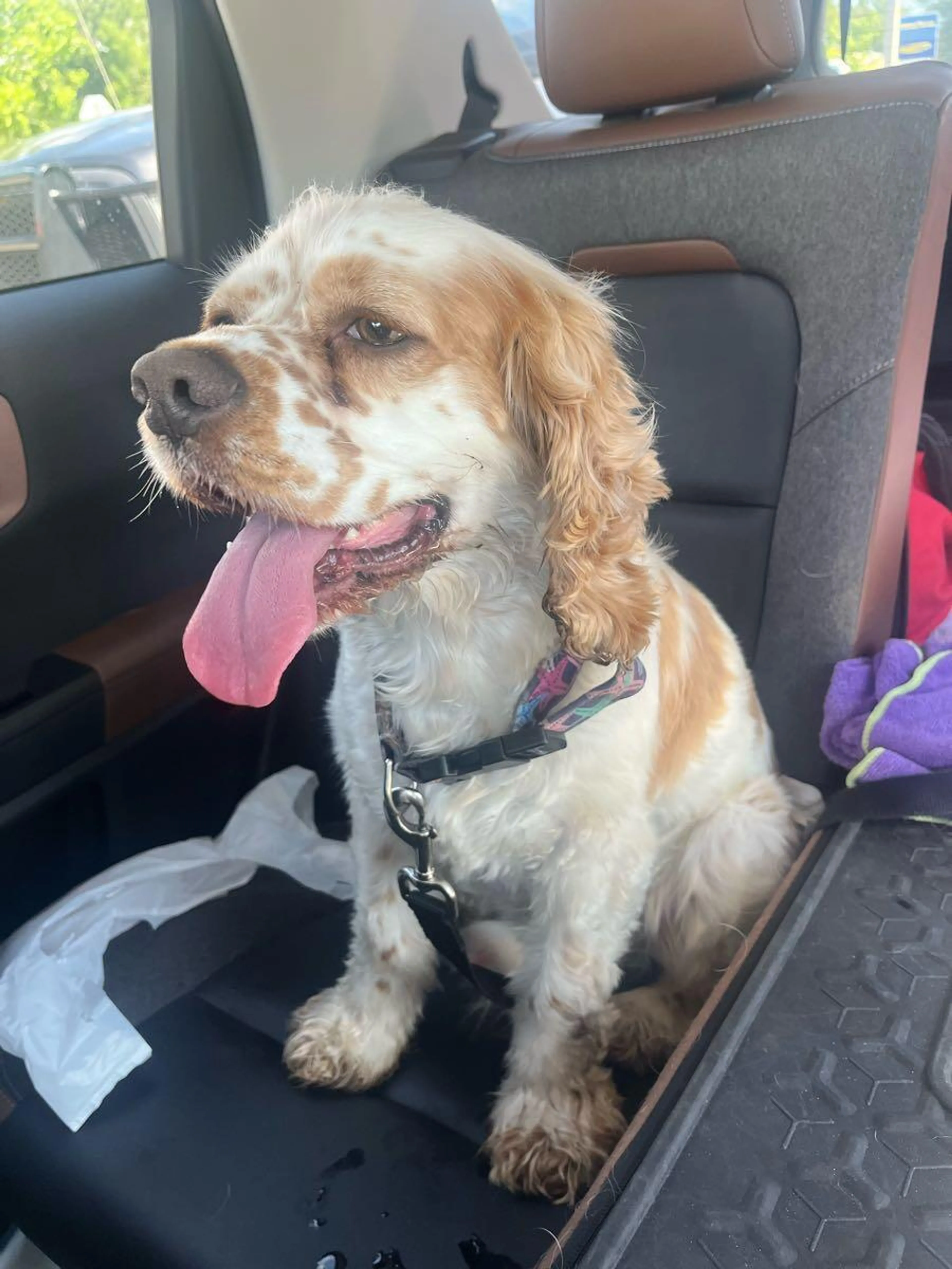 Found pet