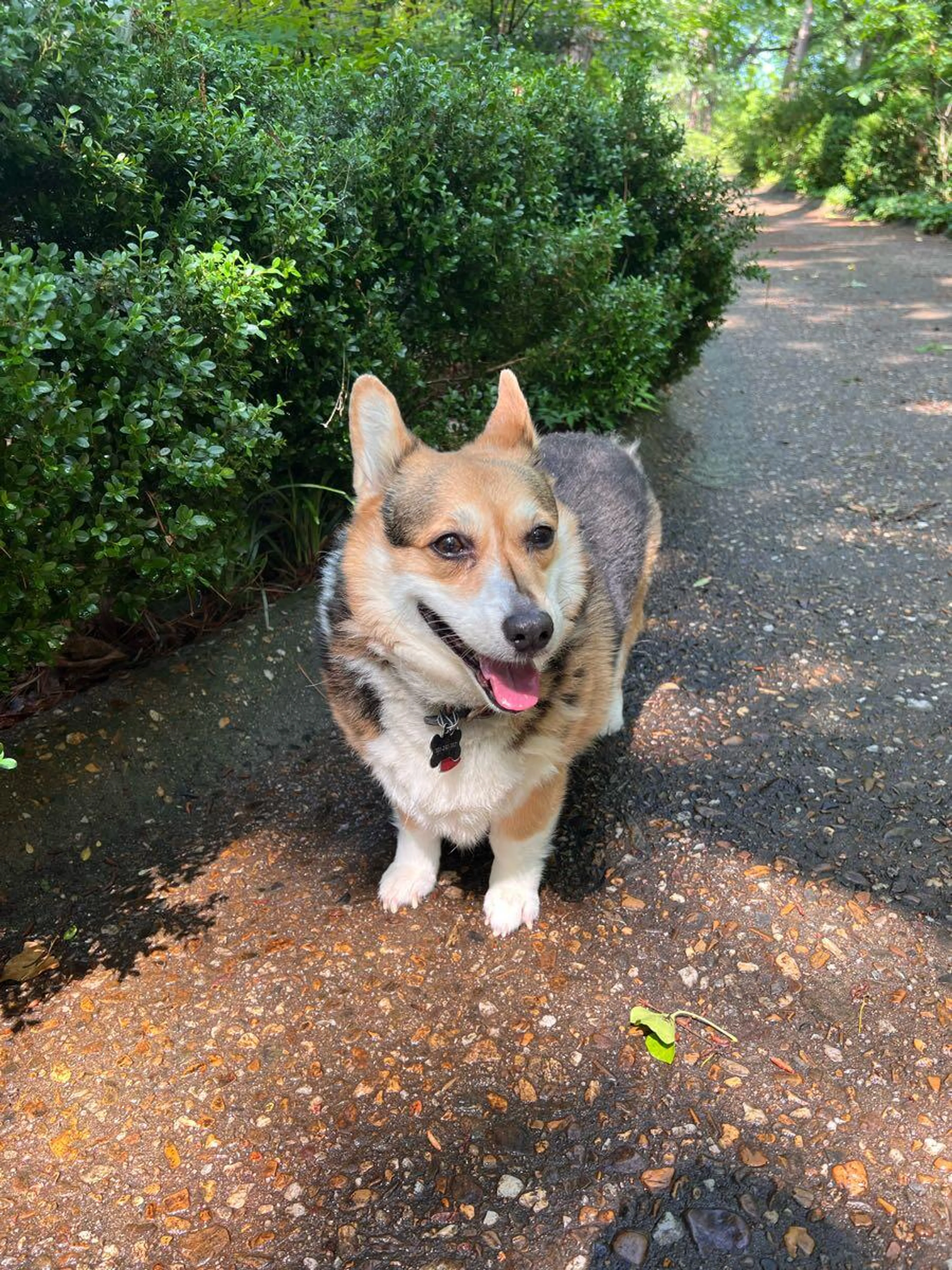 Lost pet