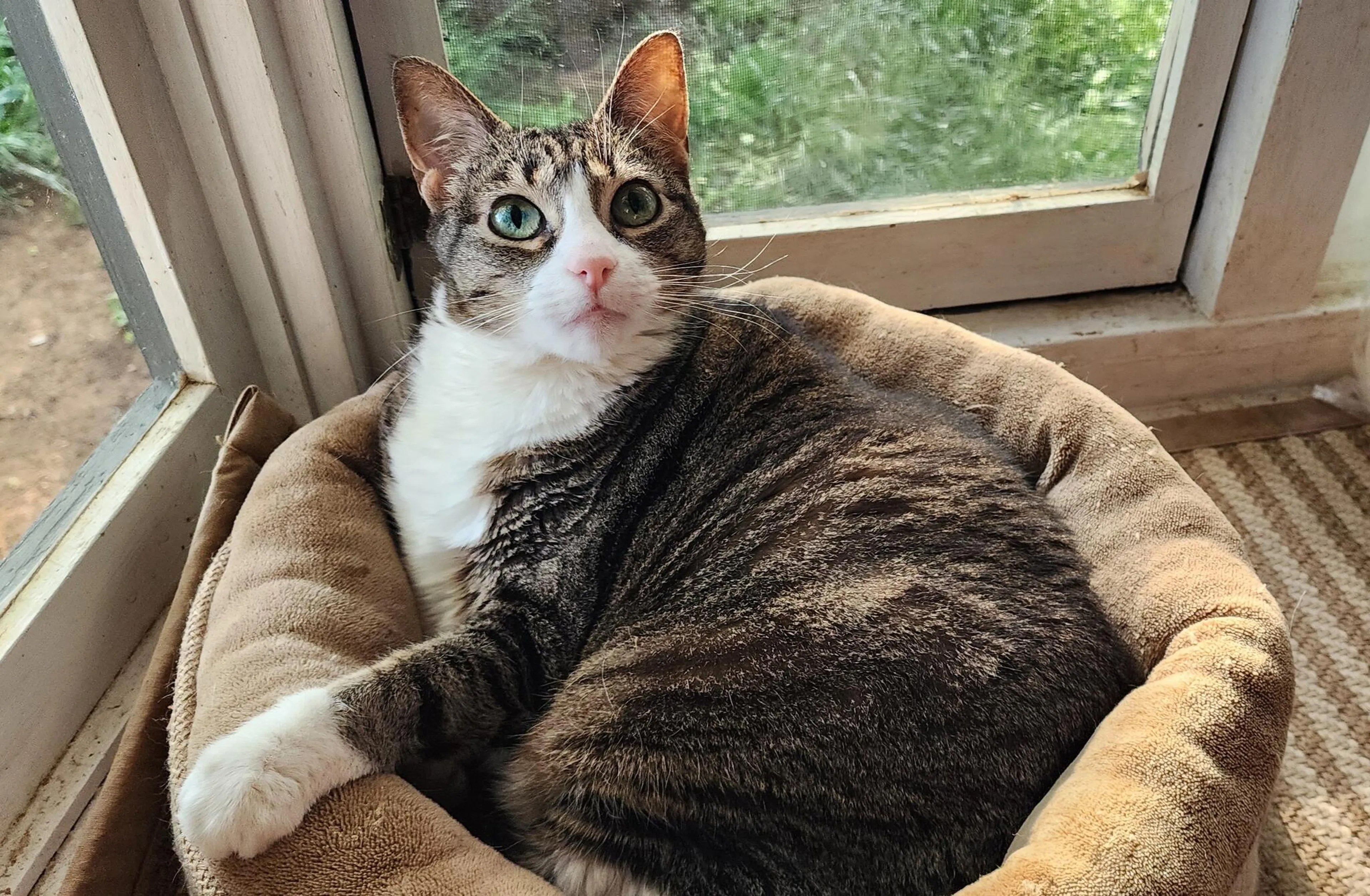 Lost pet