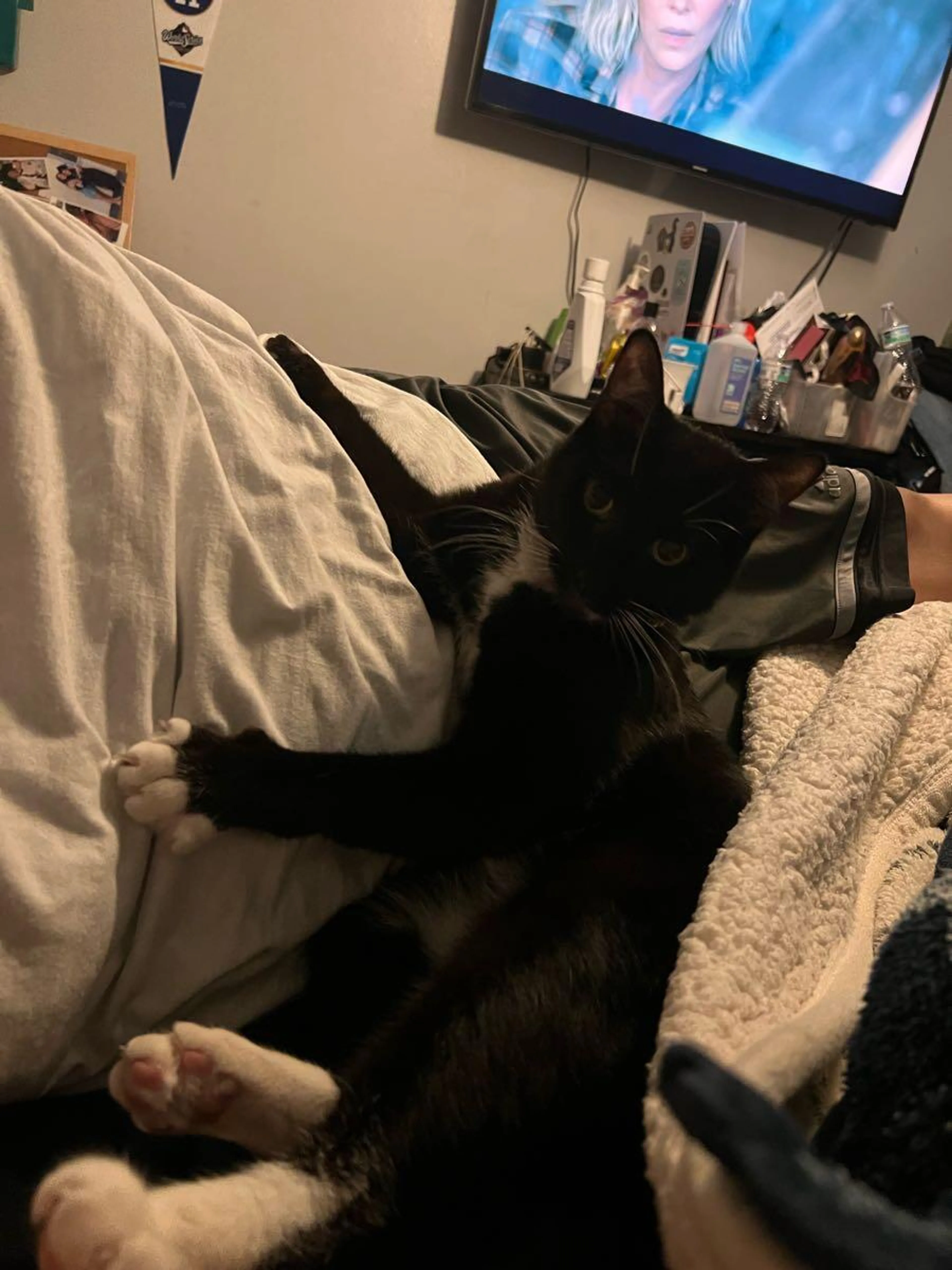 Lost pet