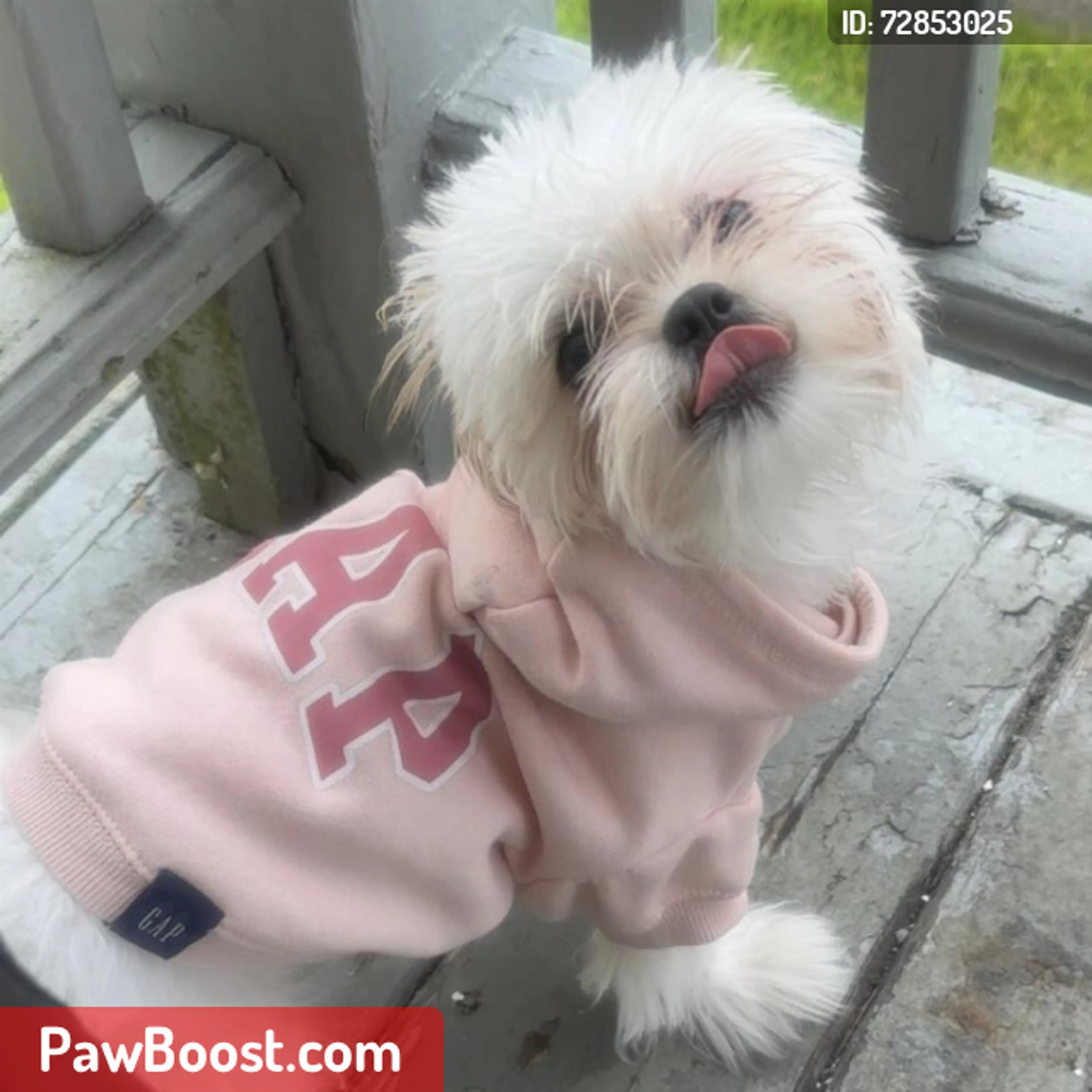 Lost pet
