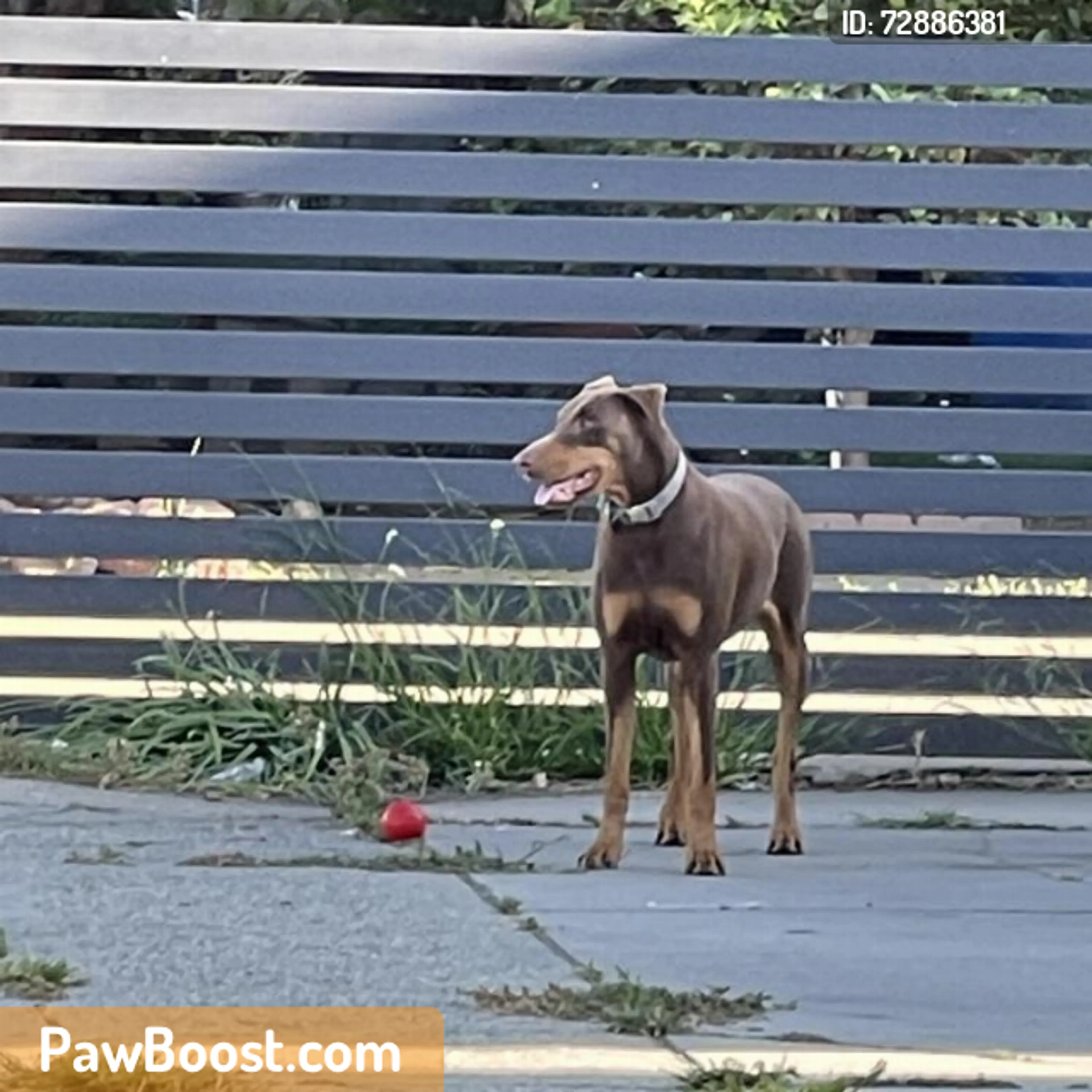 Found pet