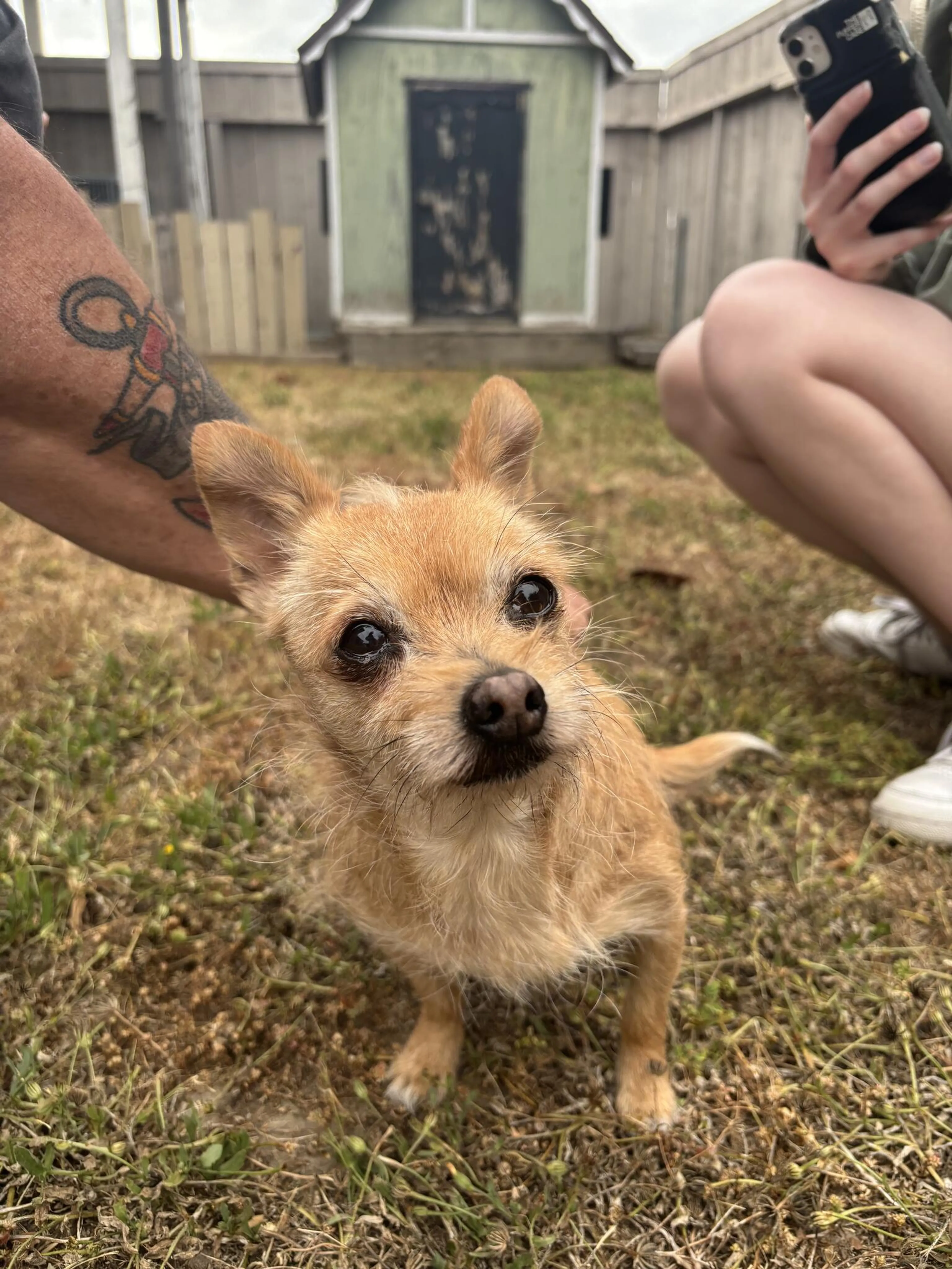 Found pet