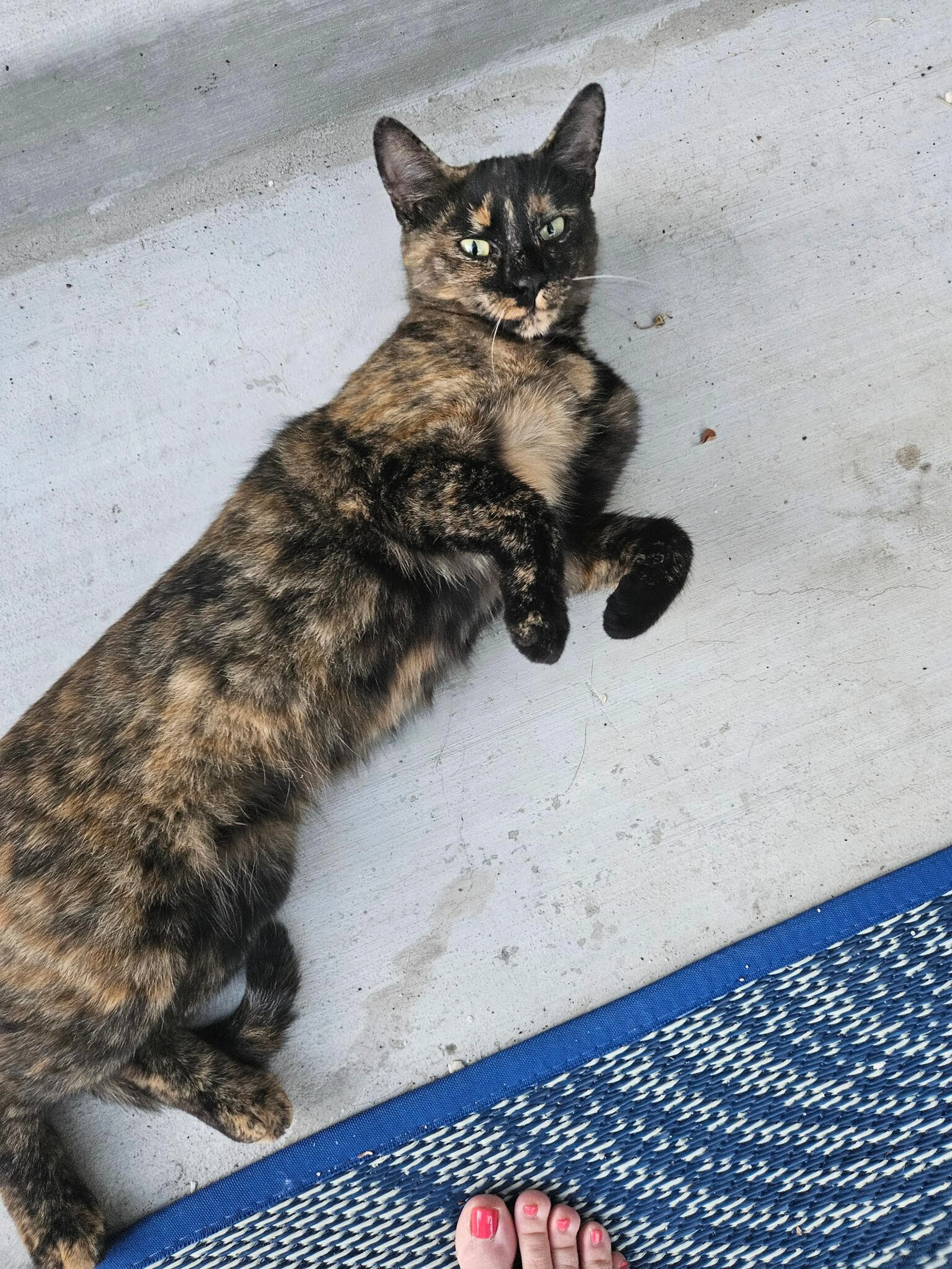 Lost pet