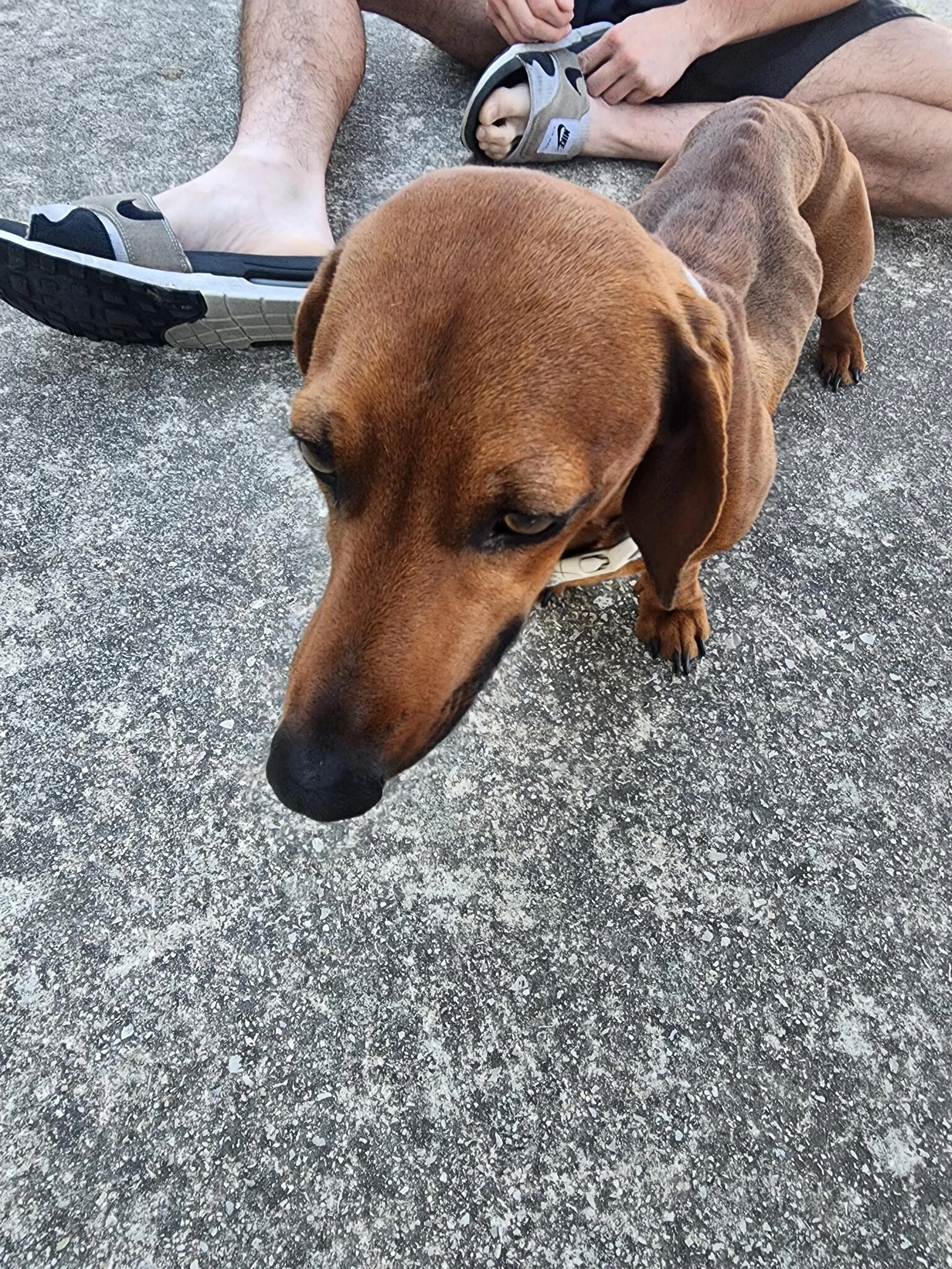Found pet