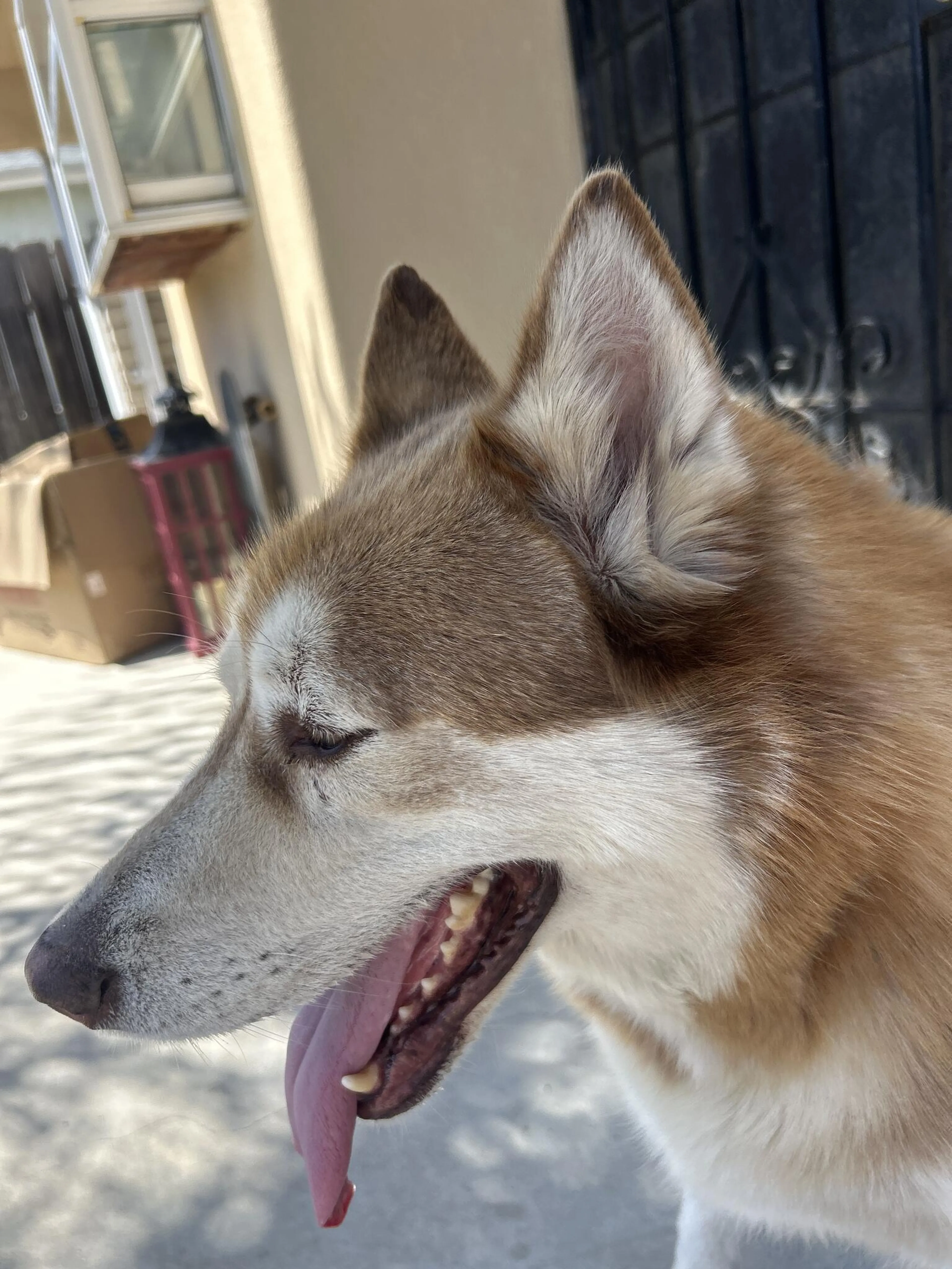 Found pet