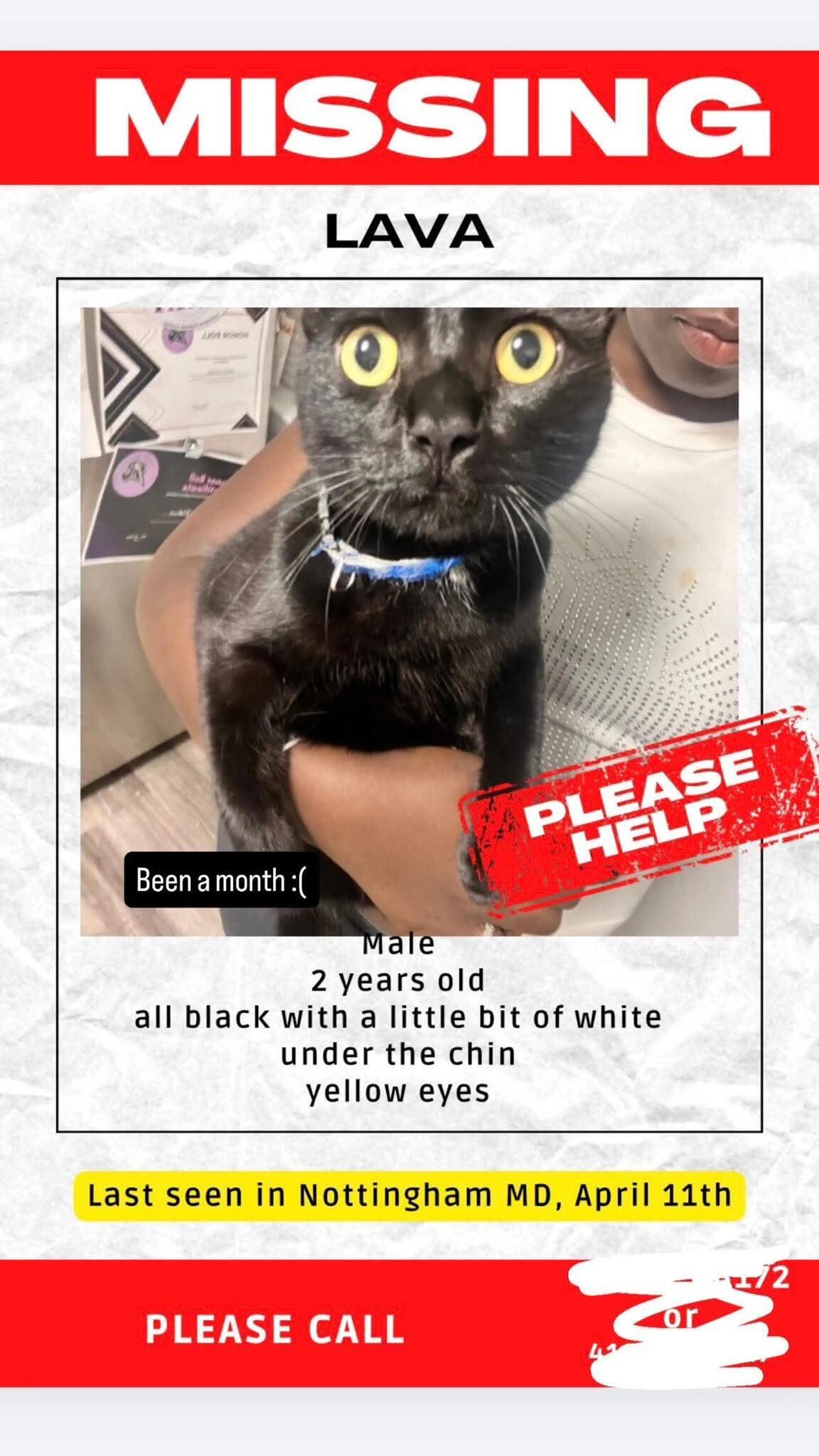 Lost pet