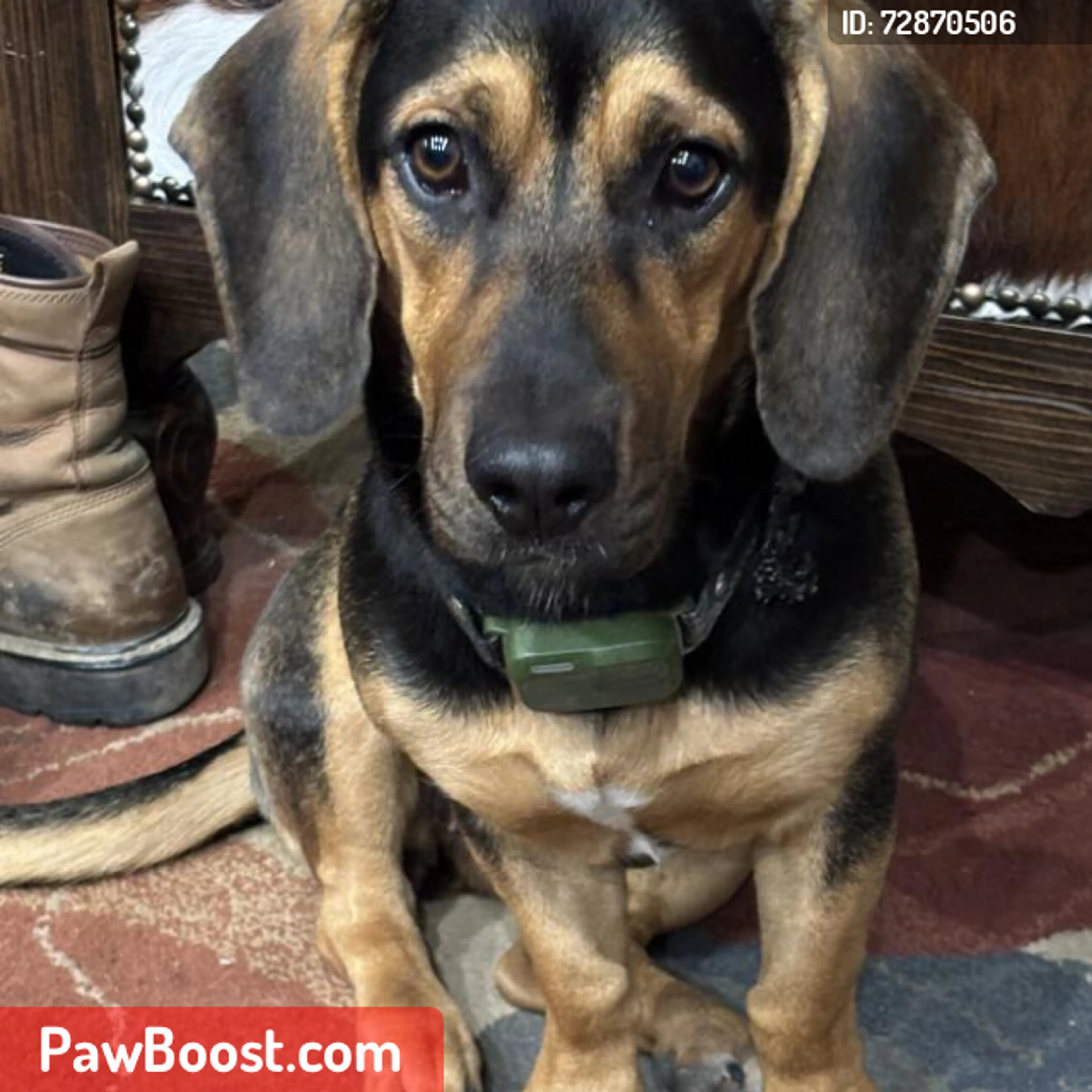 Lost pet