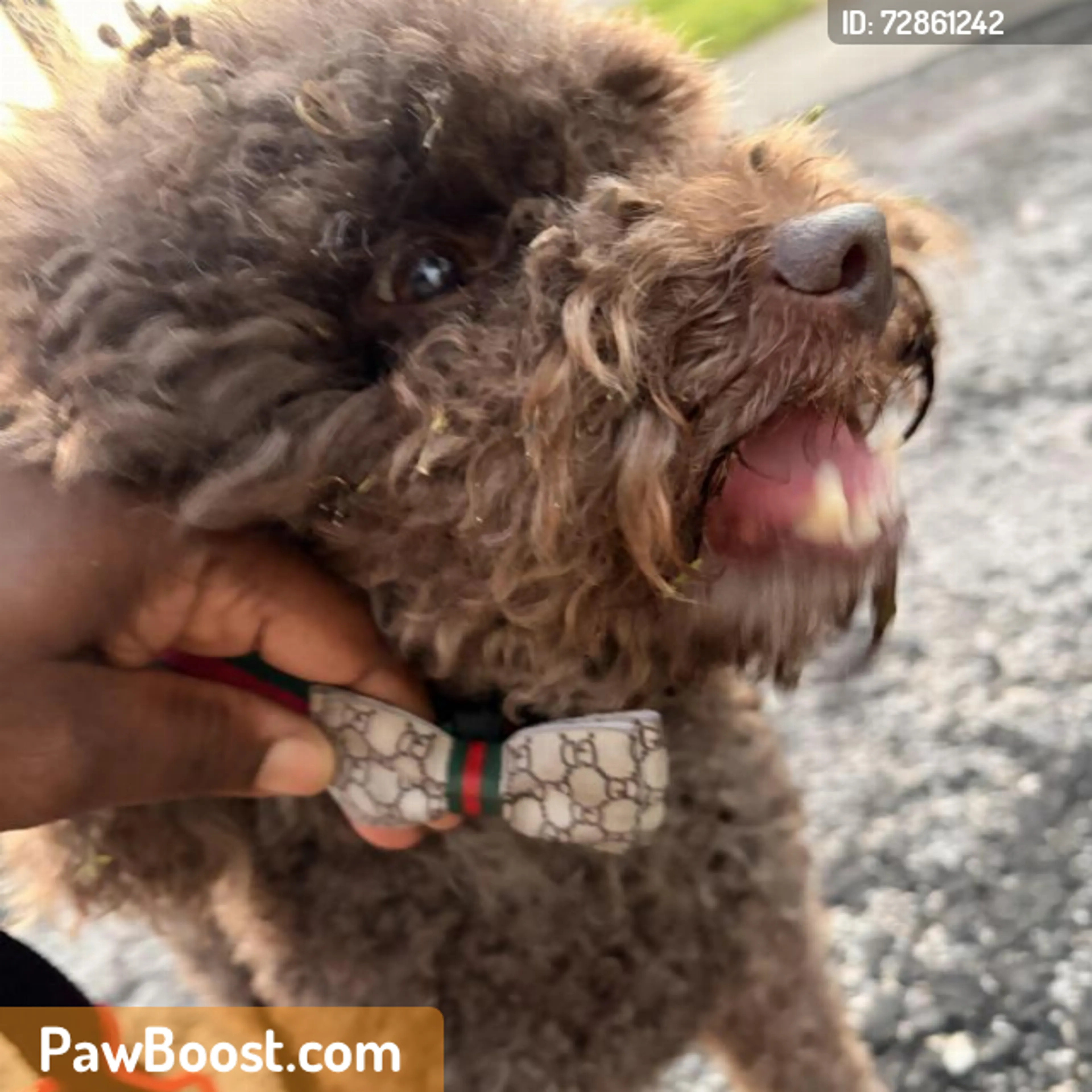 Found pet