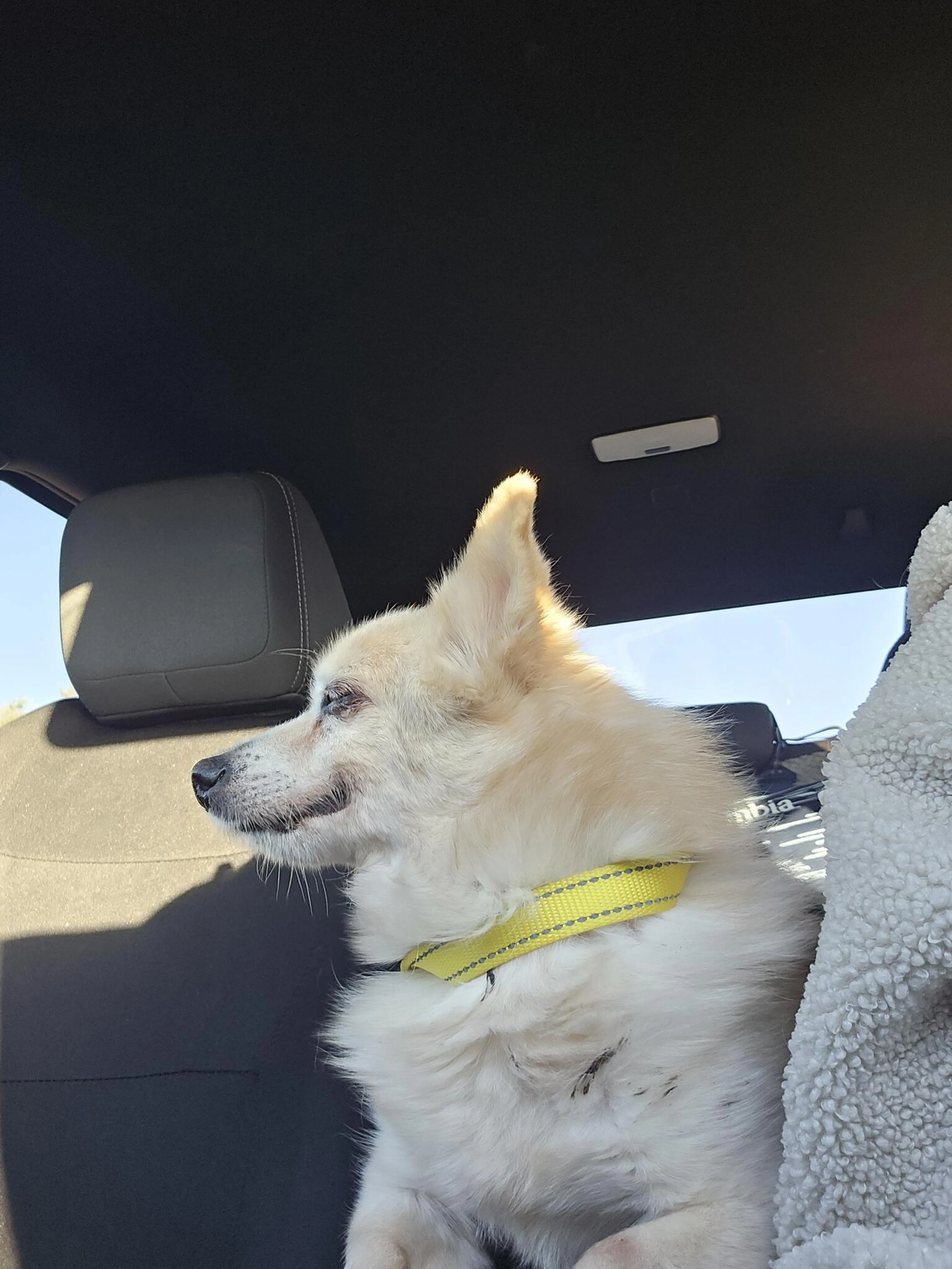 Lost pet