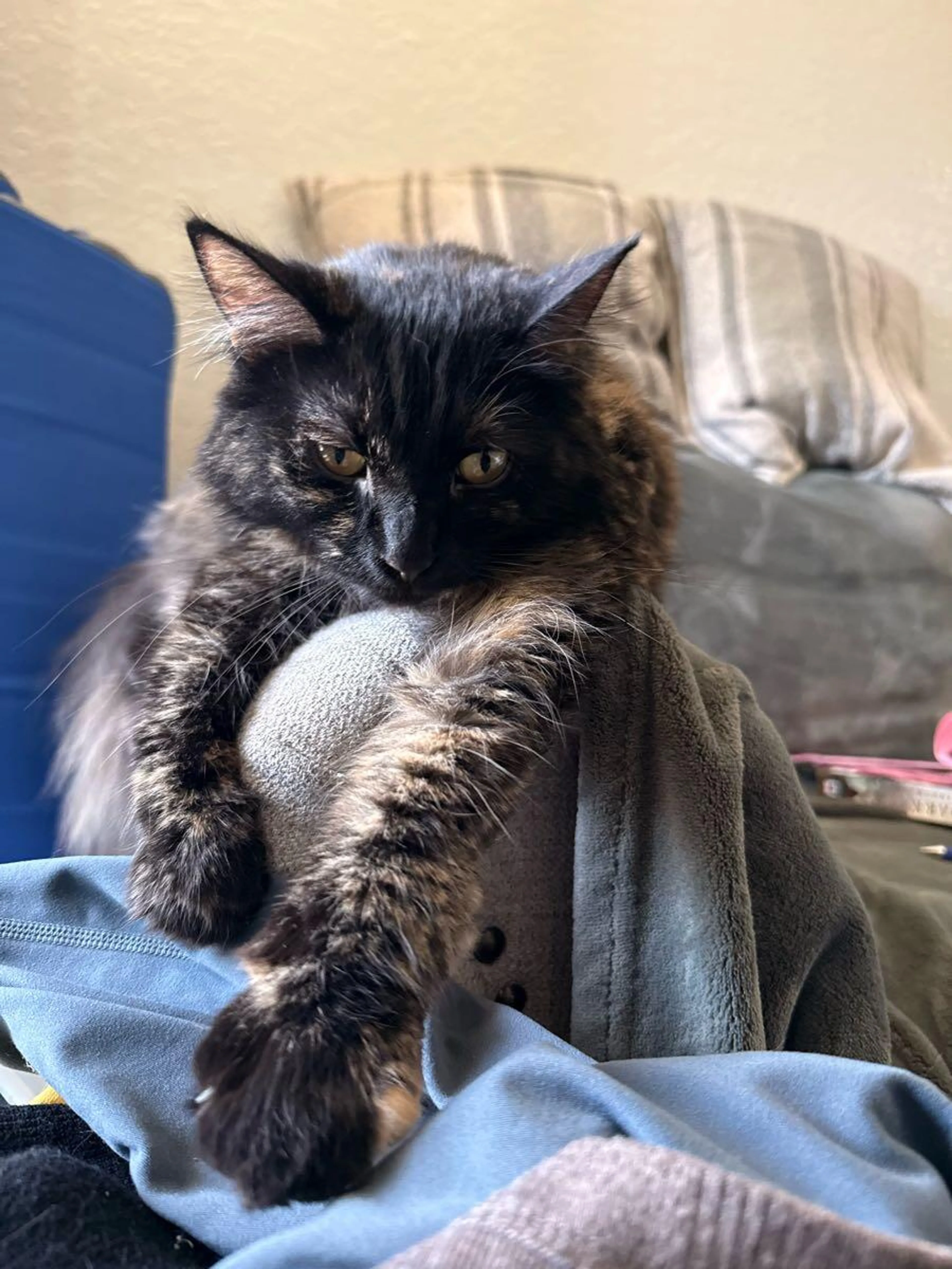 Lost pet