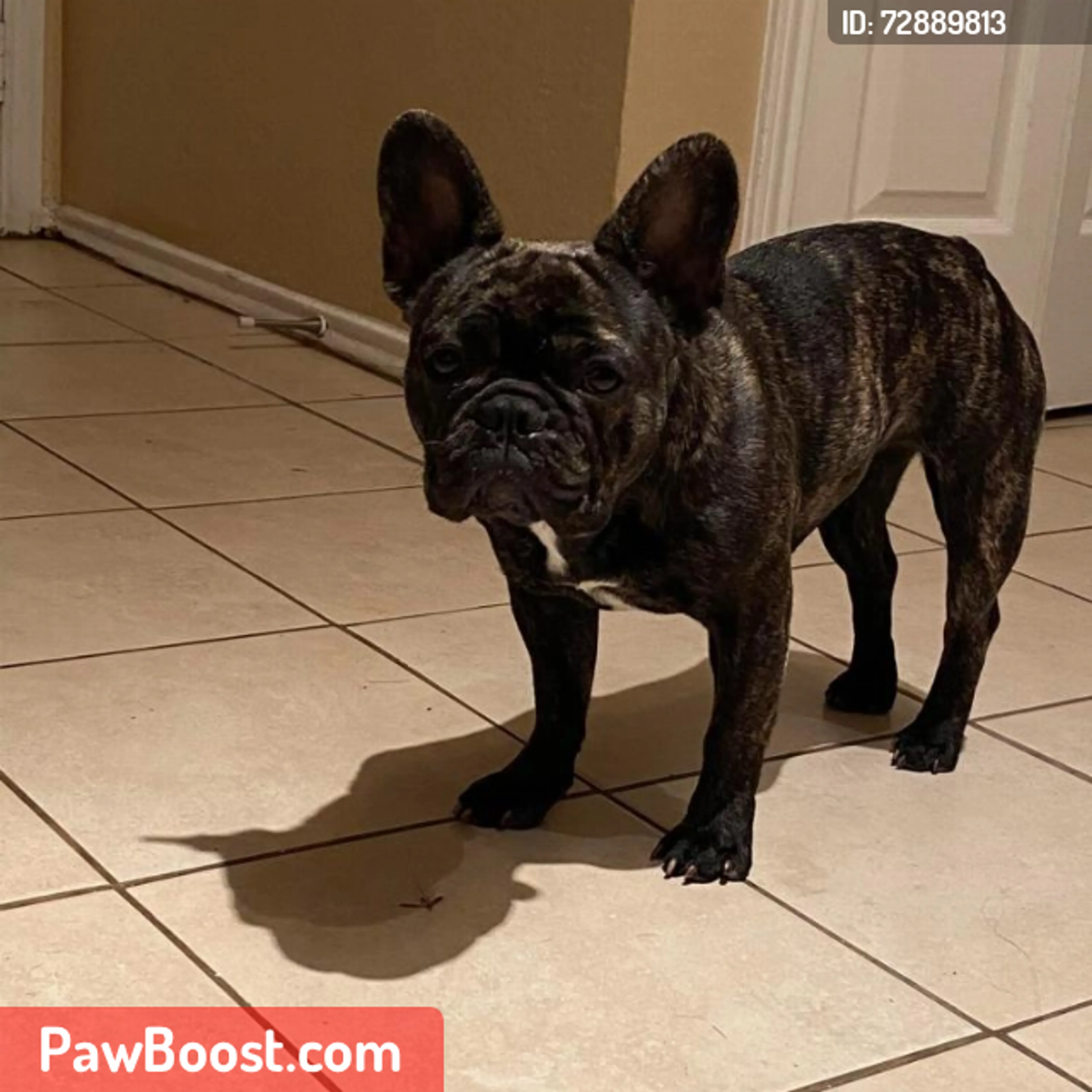 Lost pet