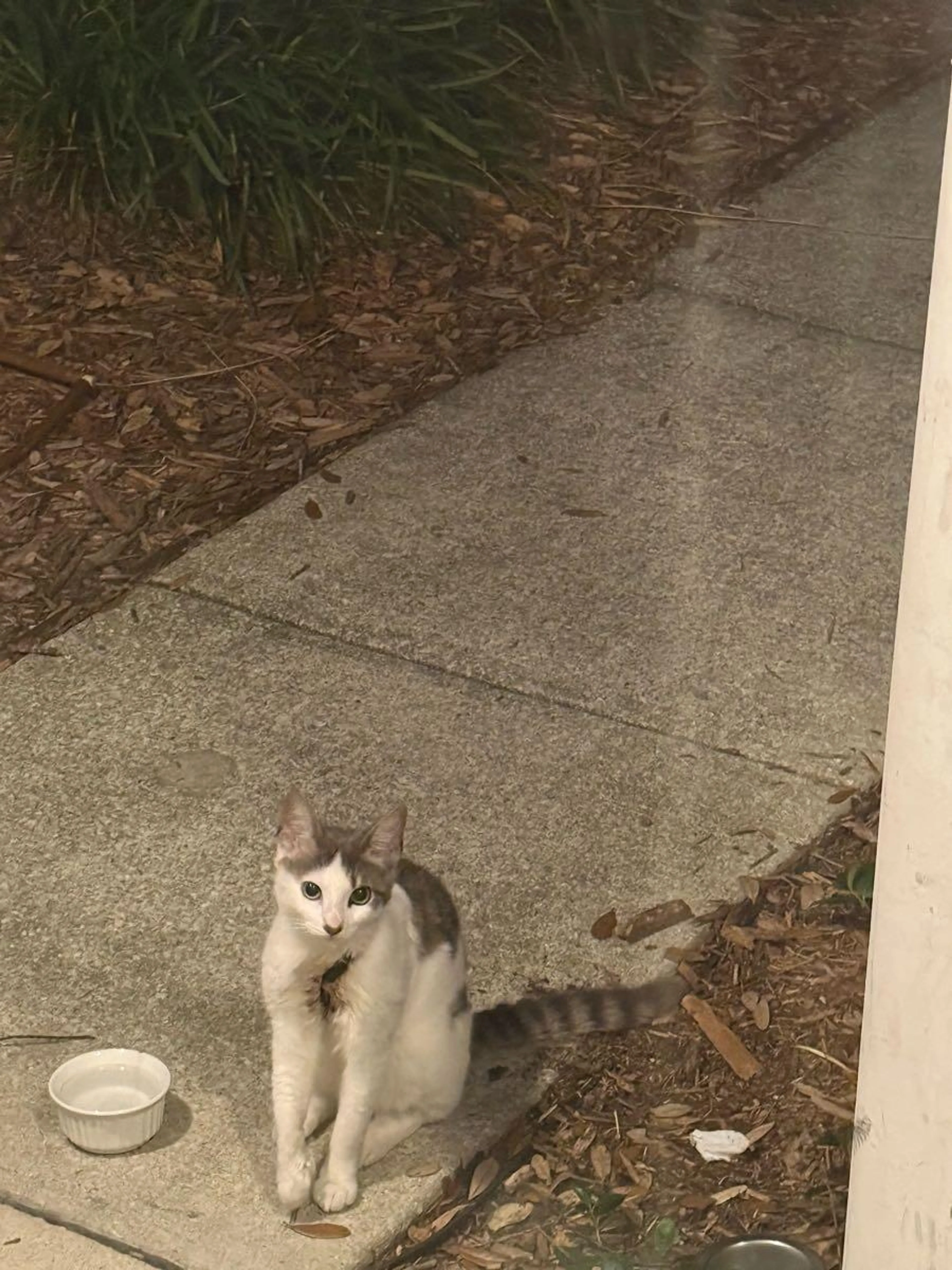 Found pet