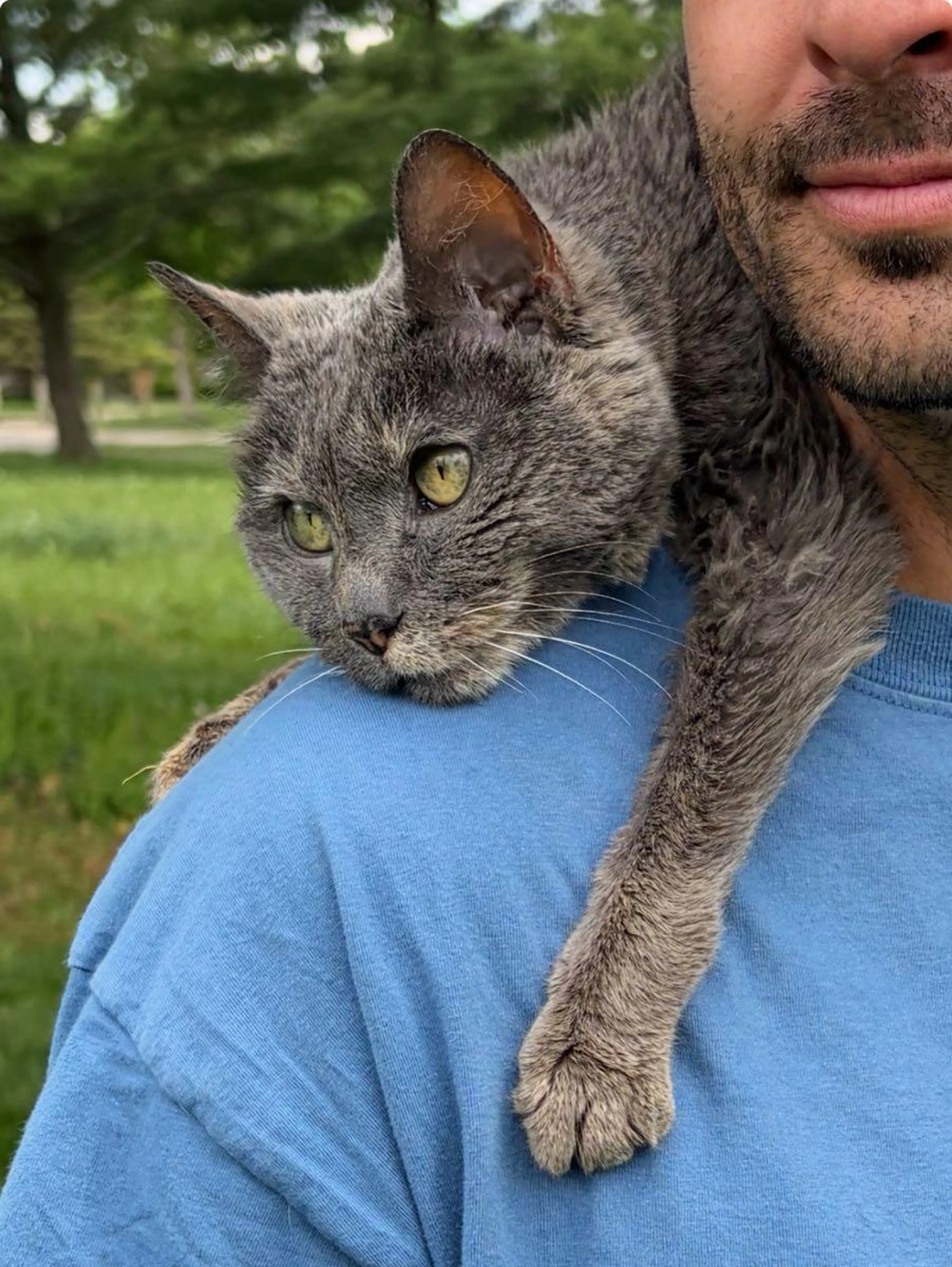 Lost pet