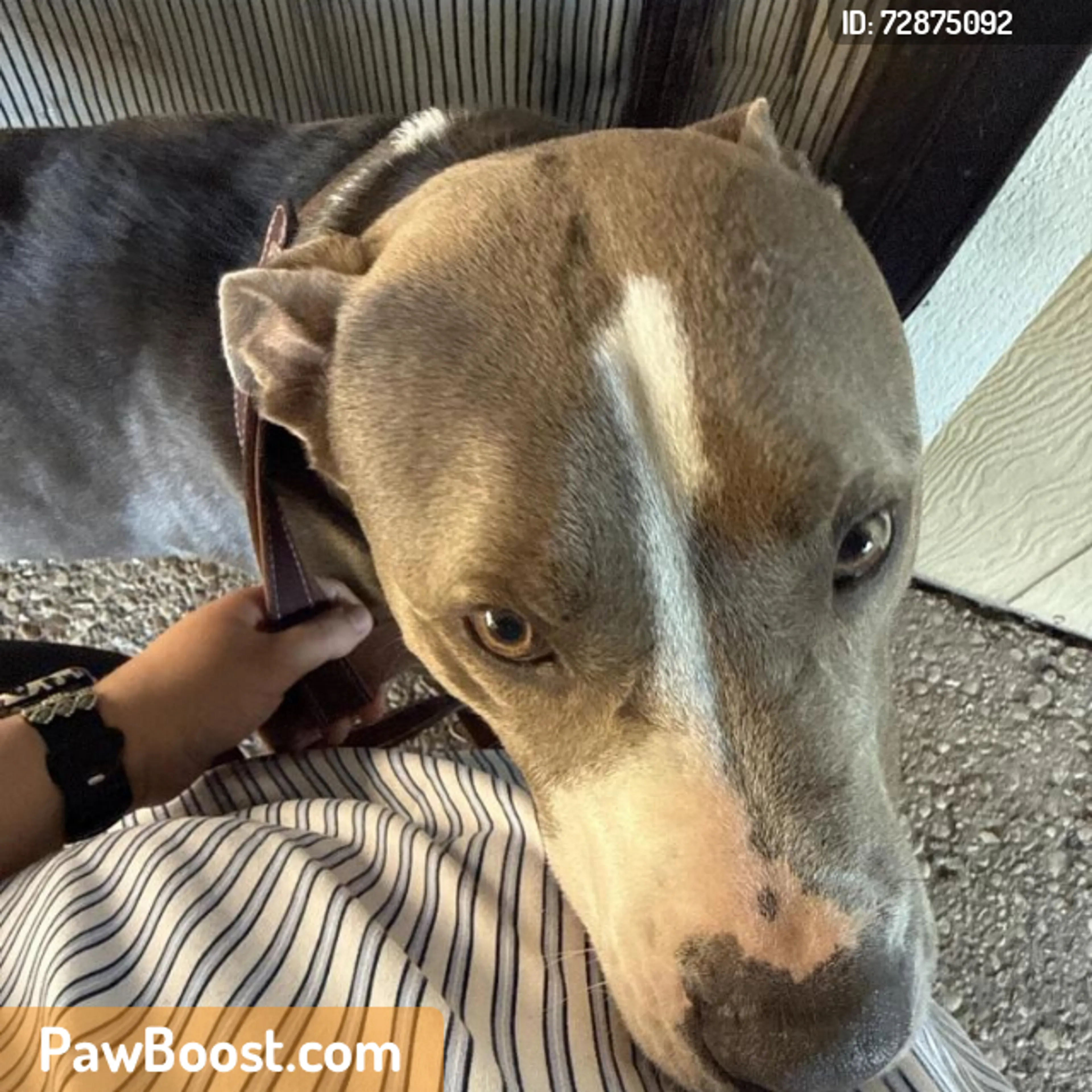 Found pet