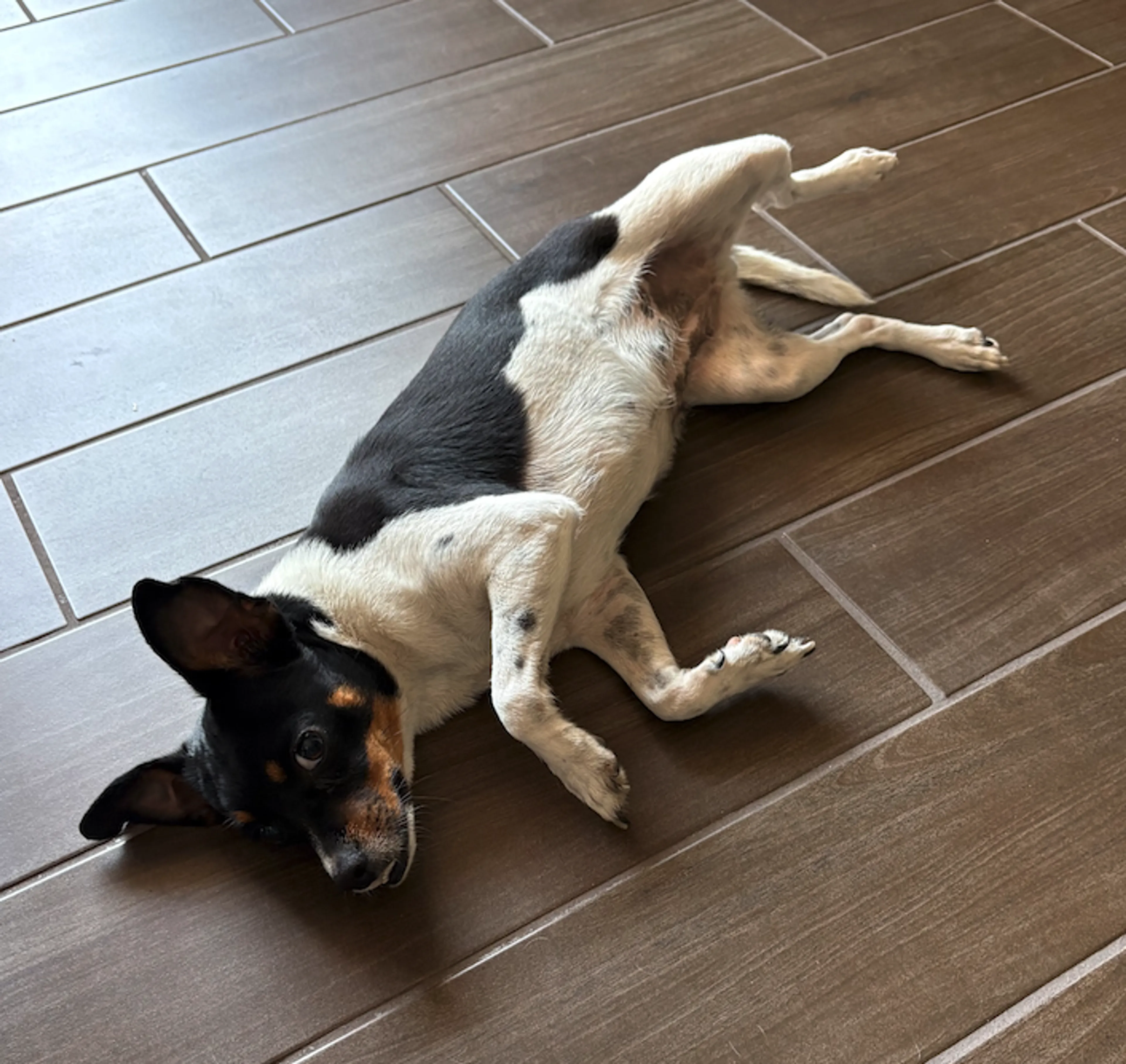 Found pet