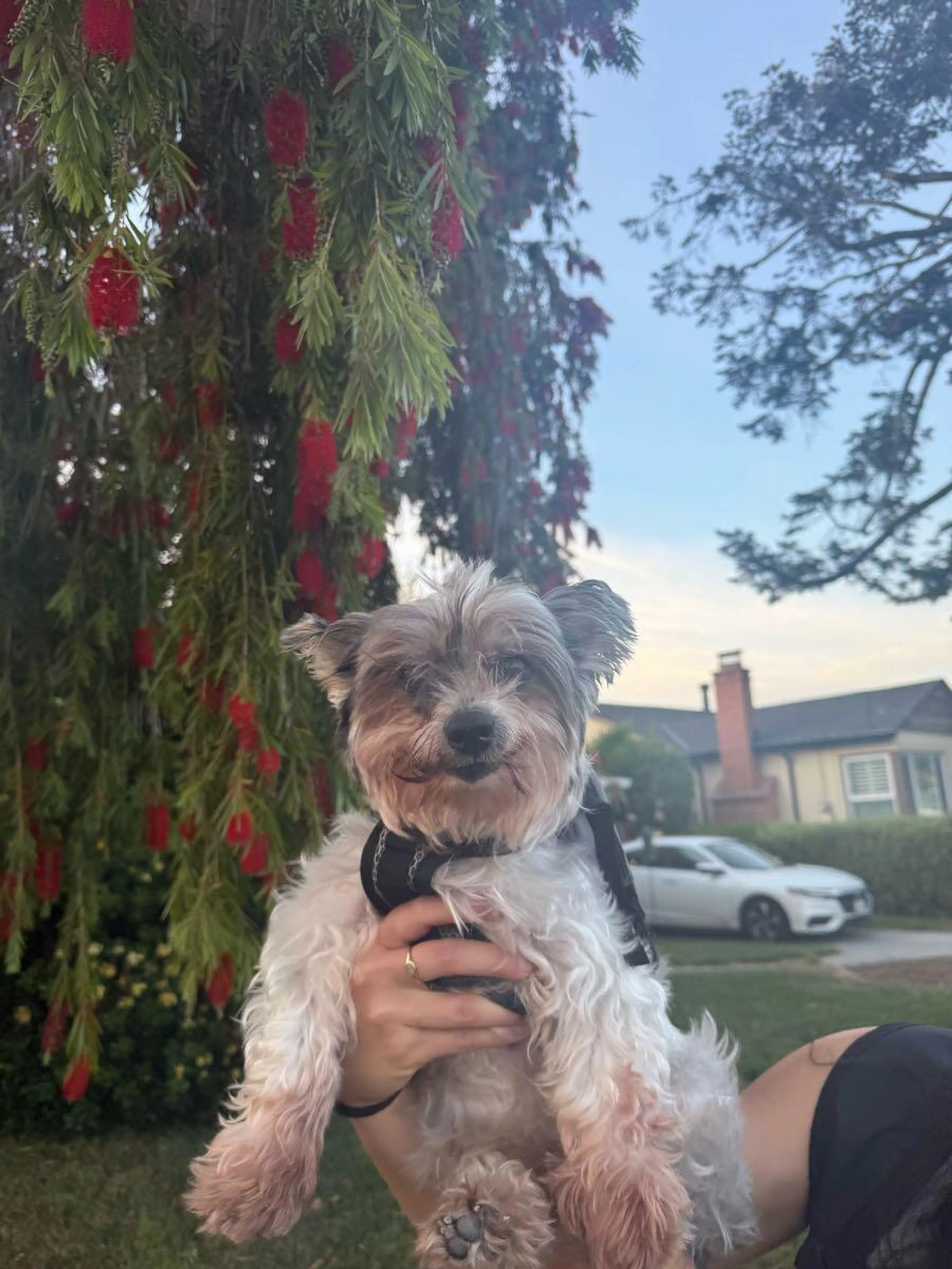Lost pet
