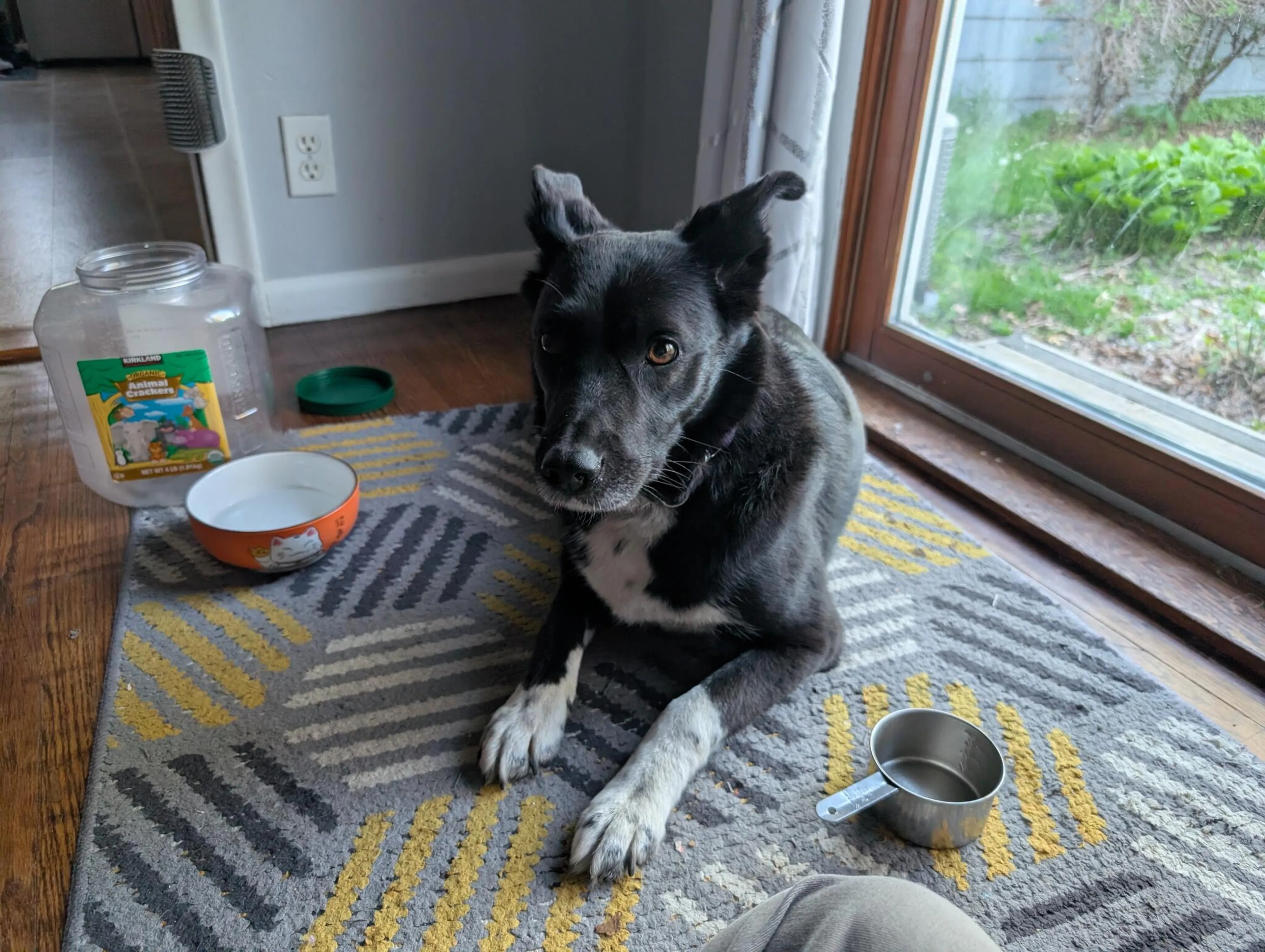 Found pet