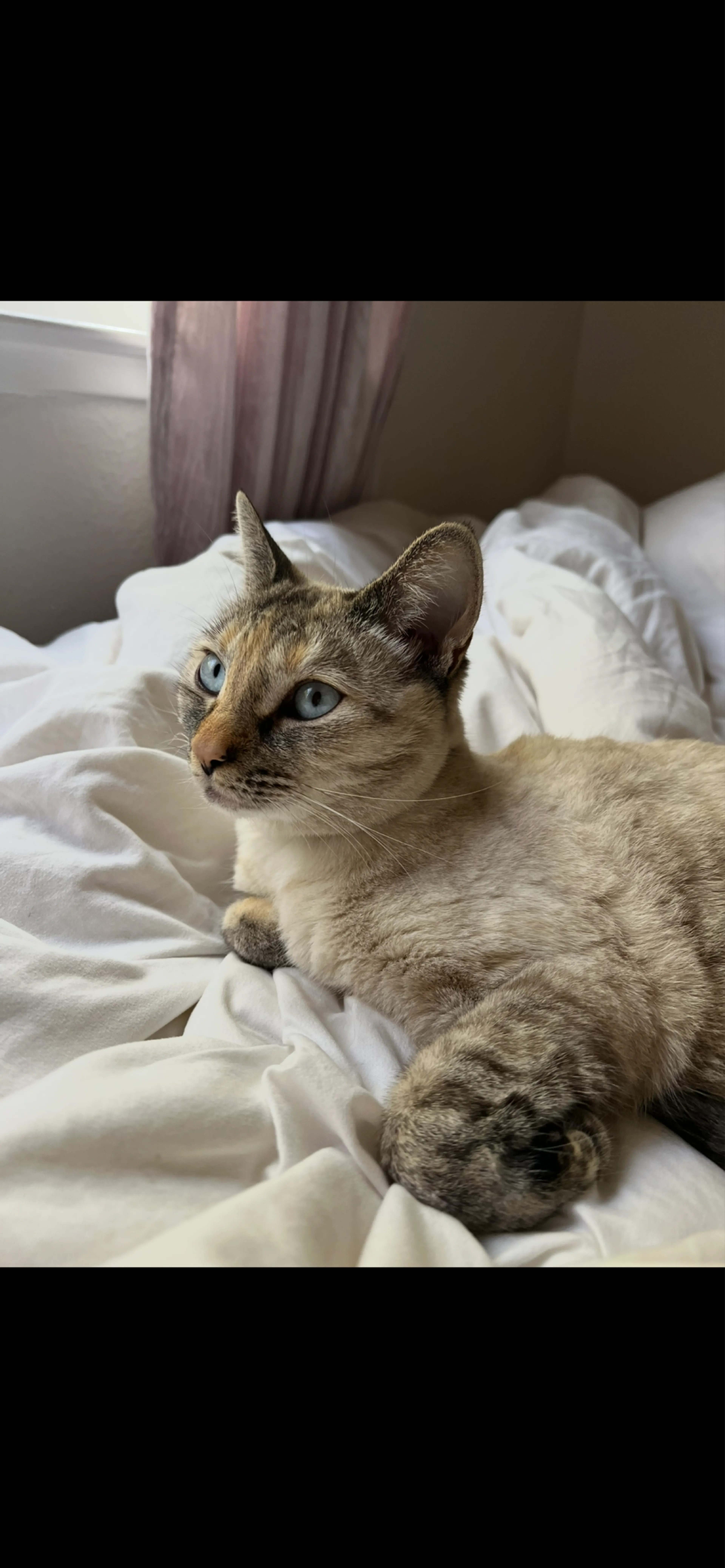 Lost pet