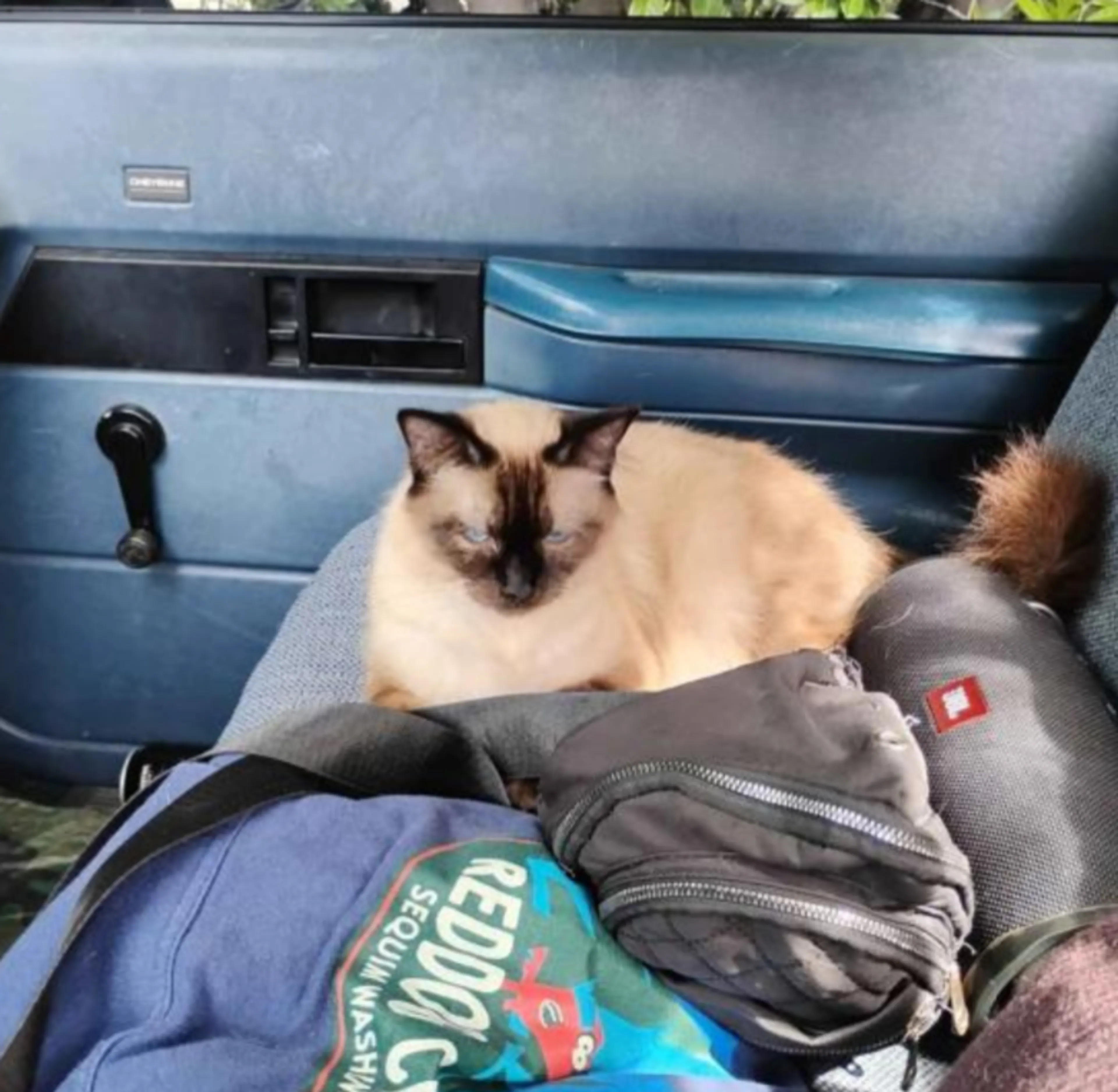 Lost pet