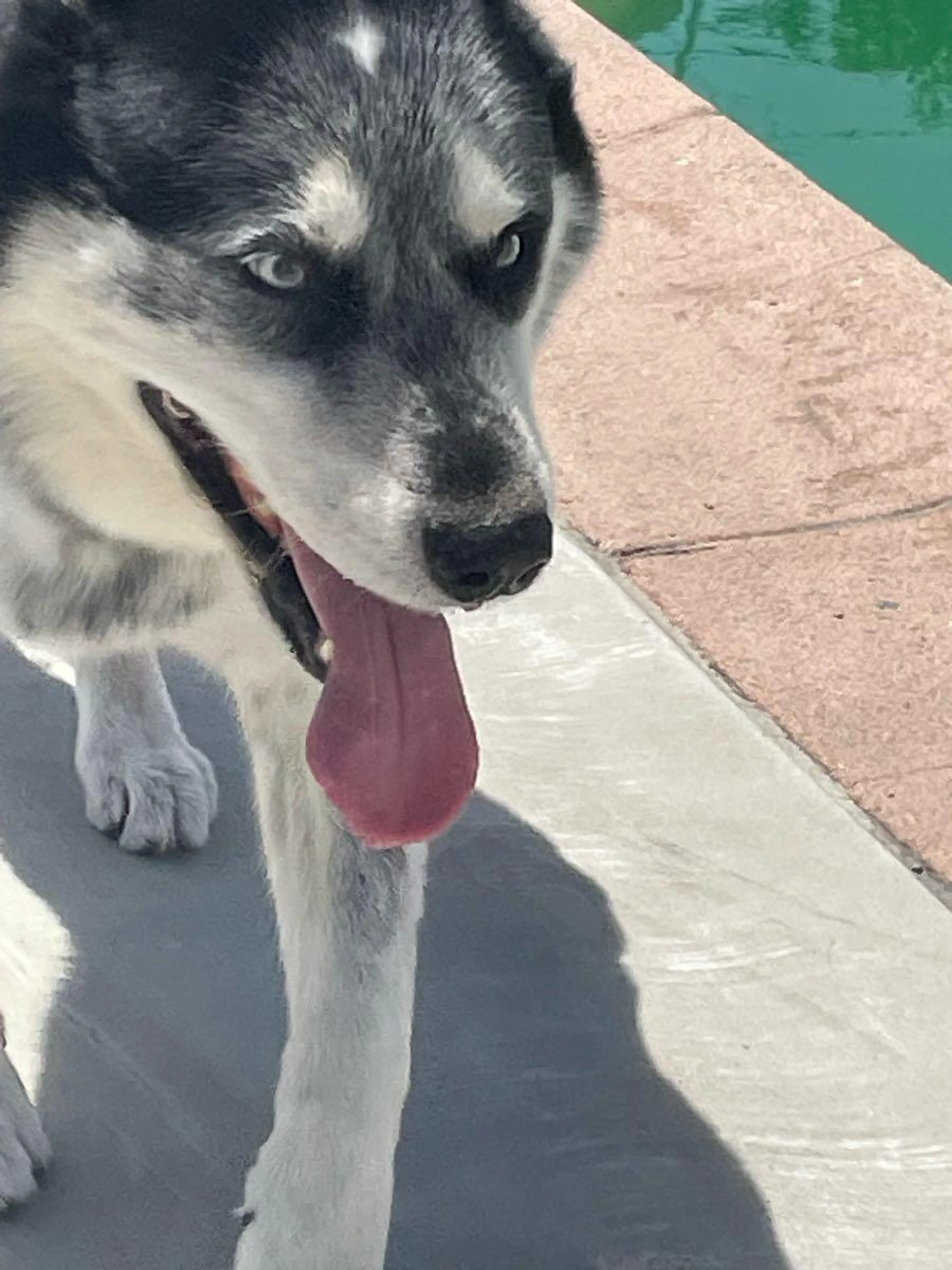 Found pet
