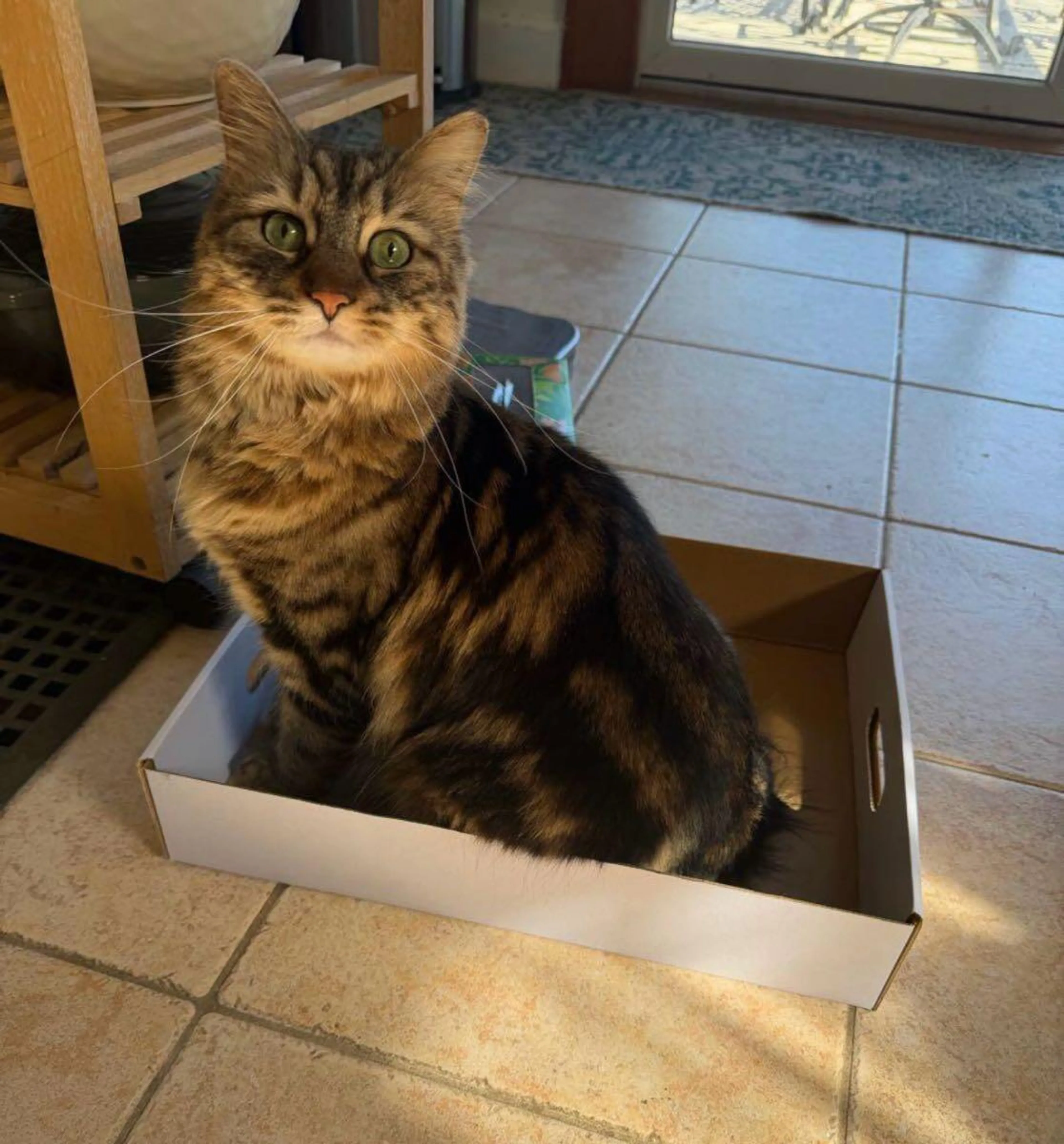 Lost pet