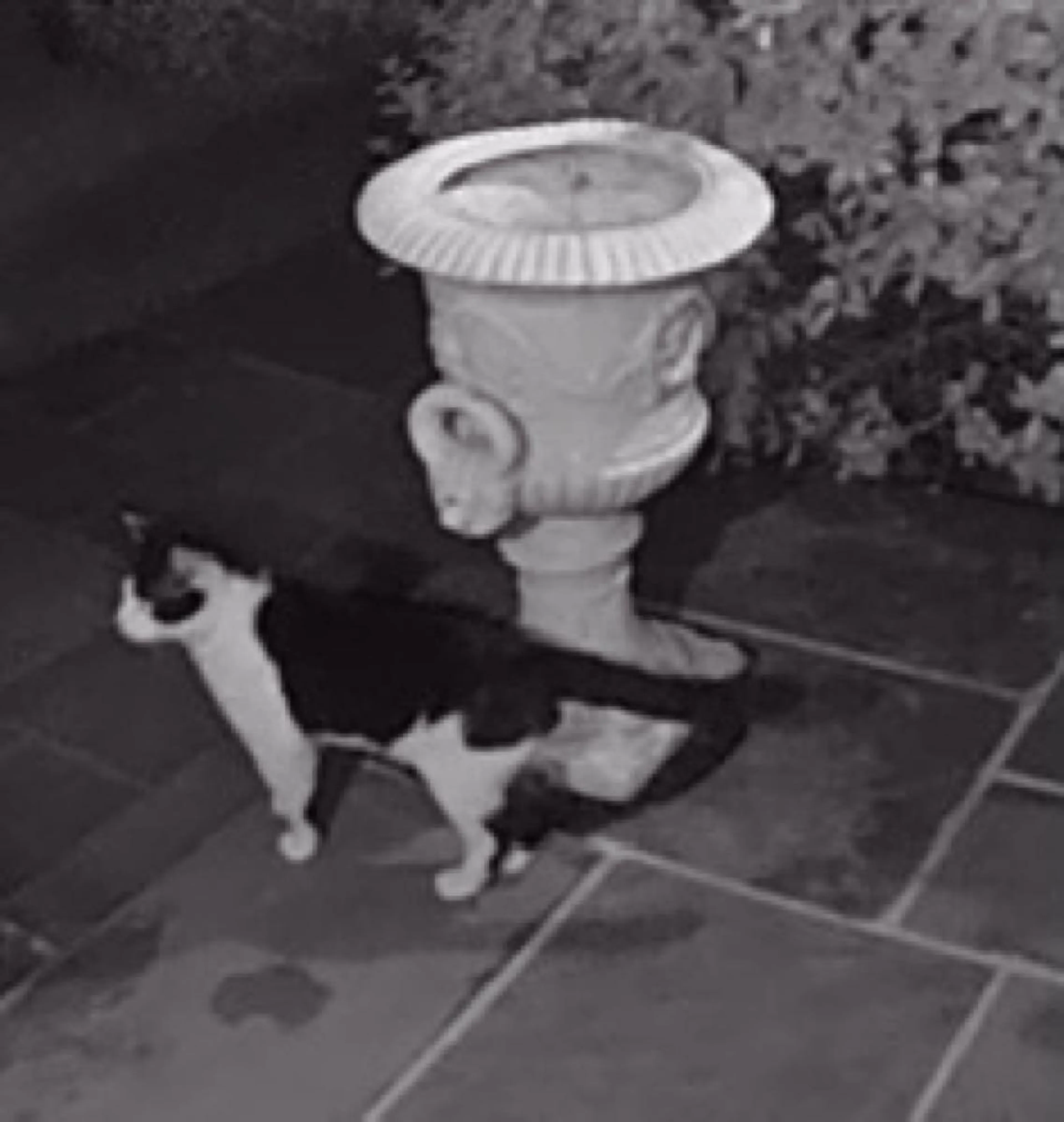 Found pet
