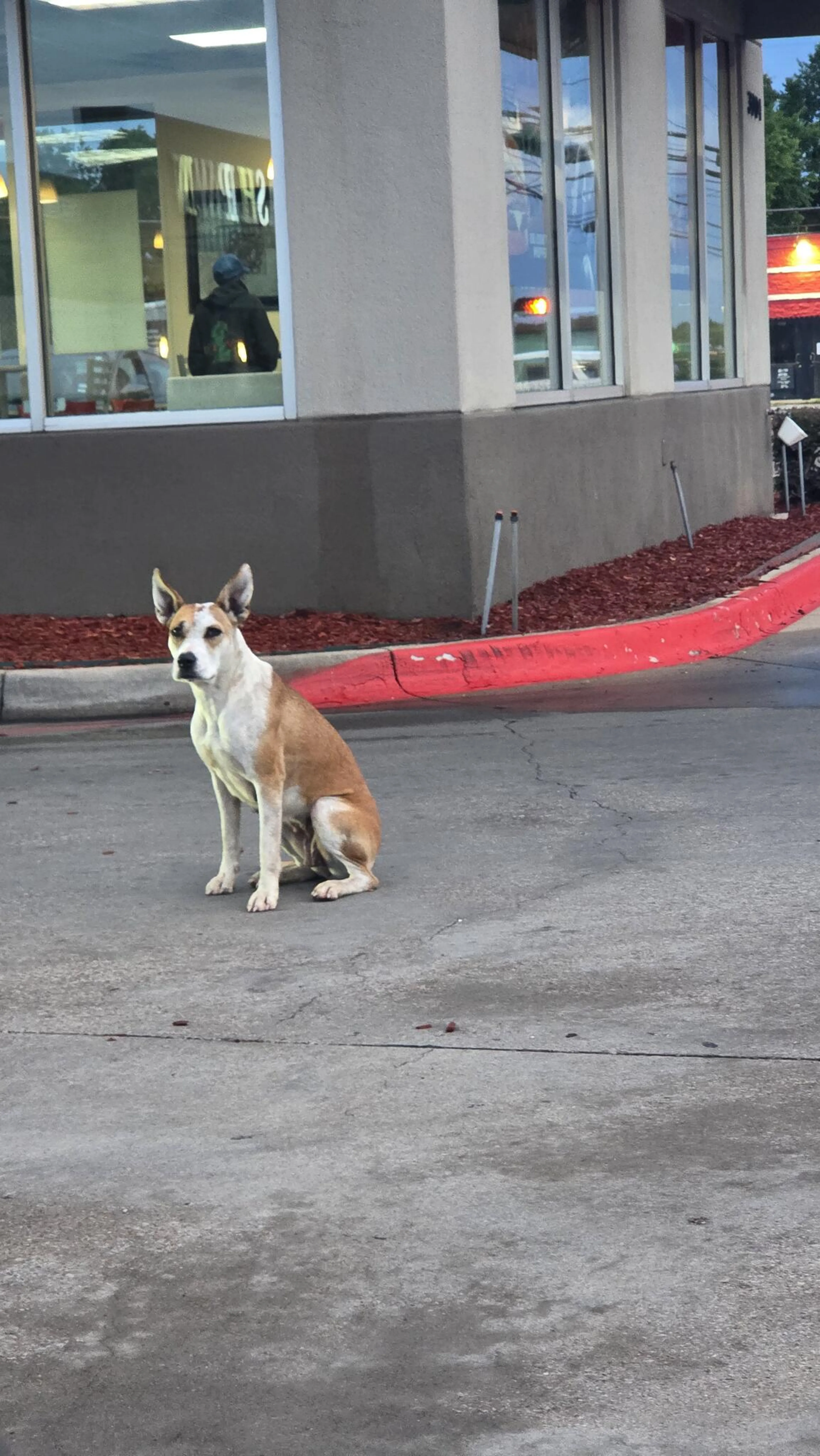 Found pet