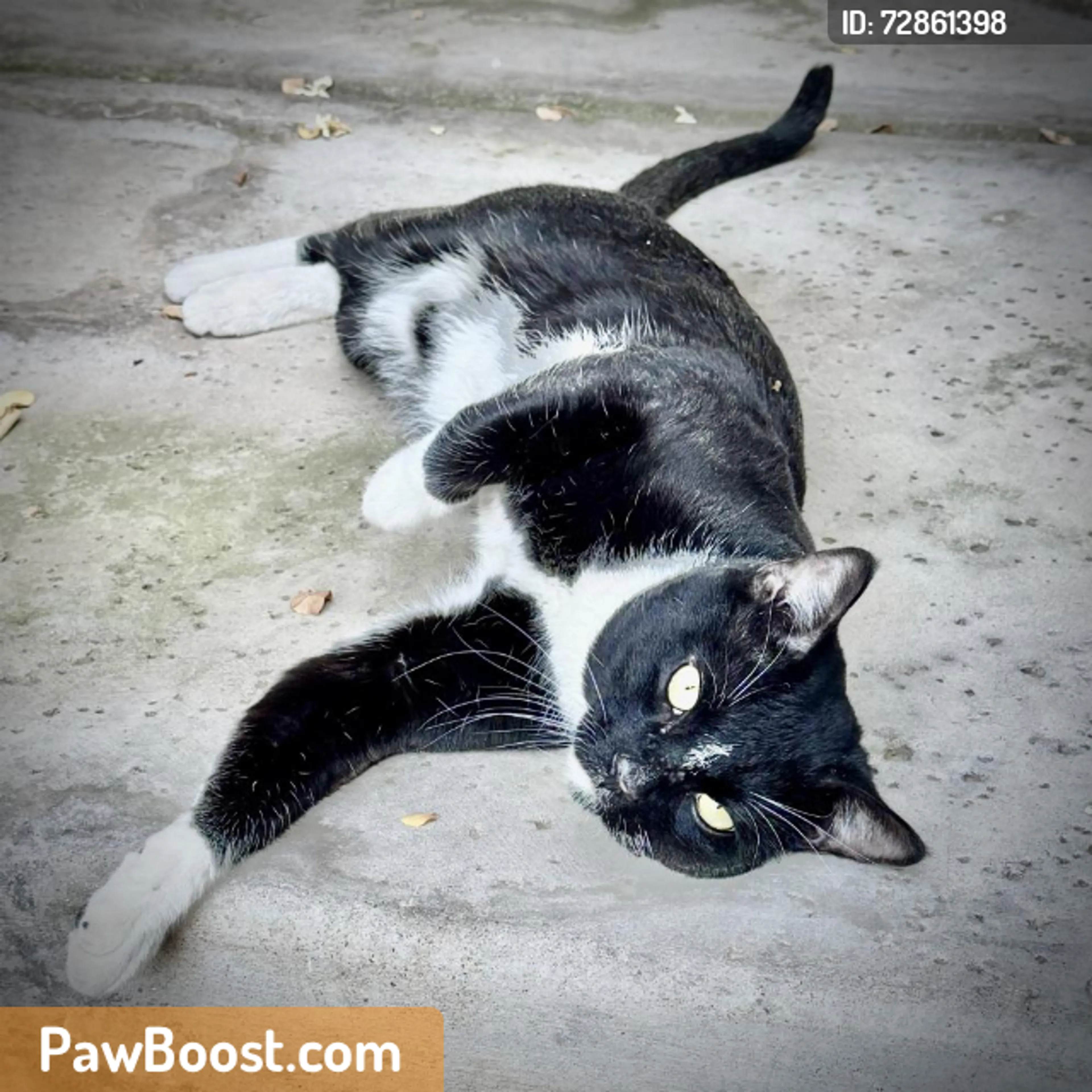 Found pet