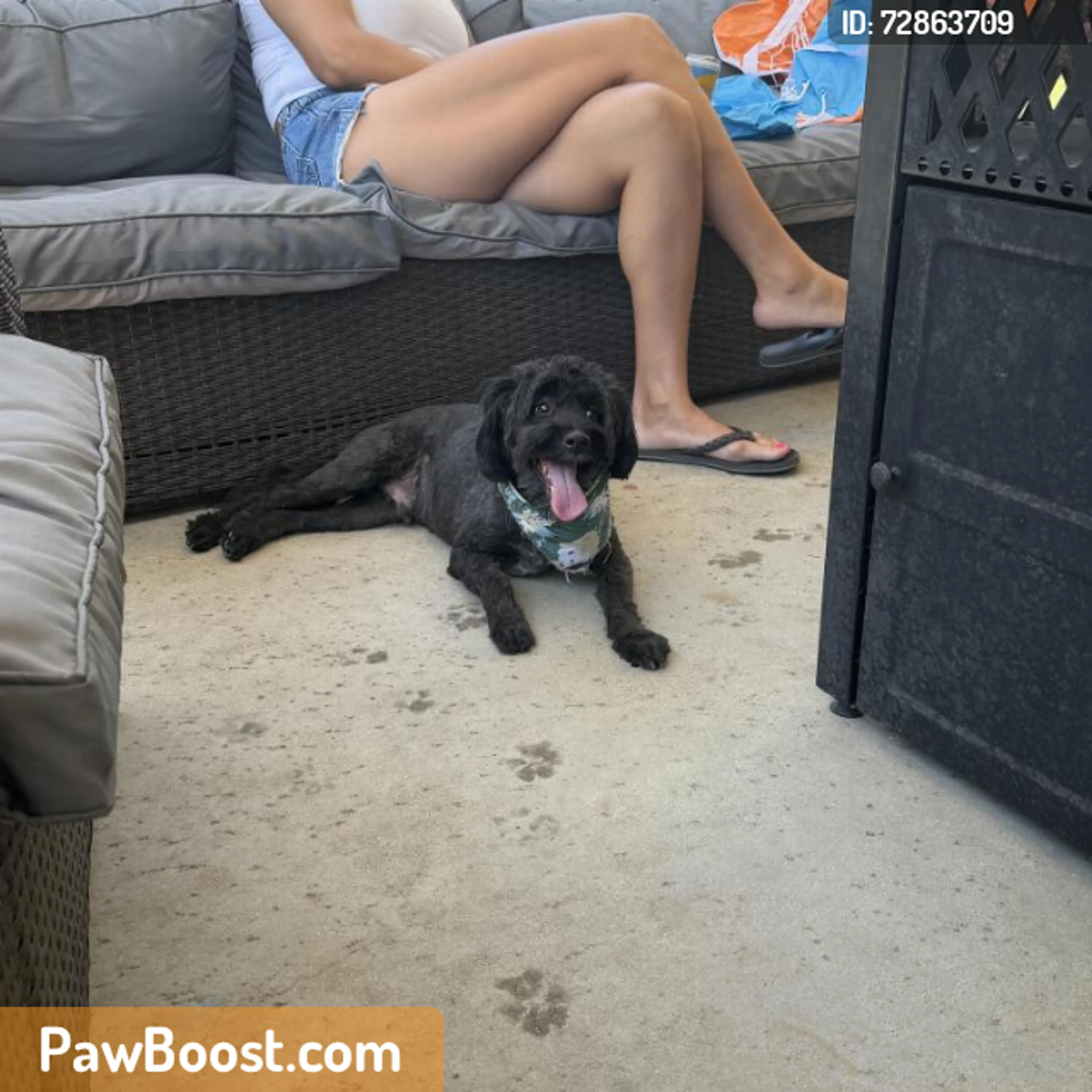 Found pet