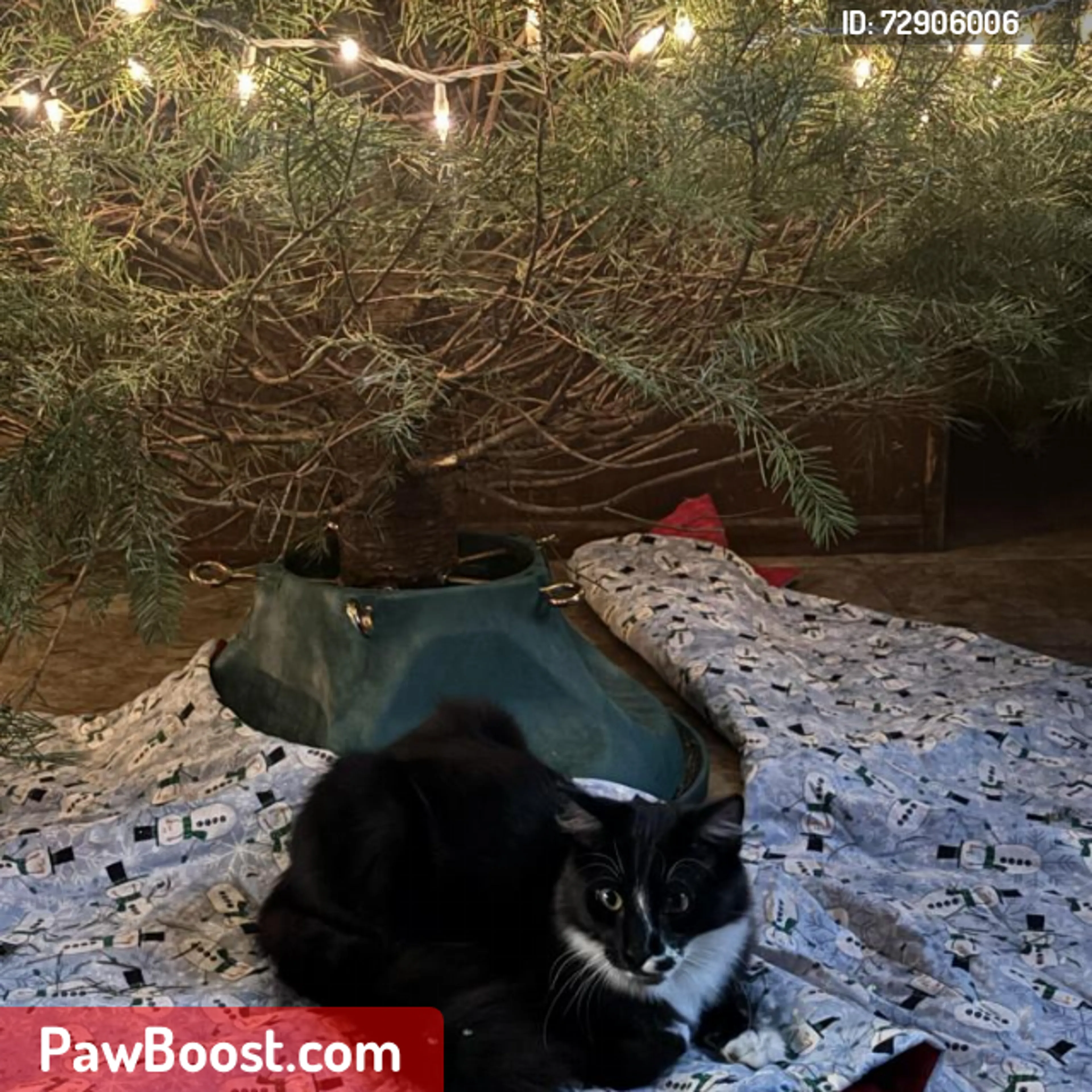 Lost pet