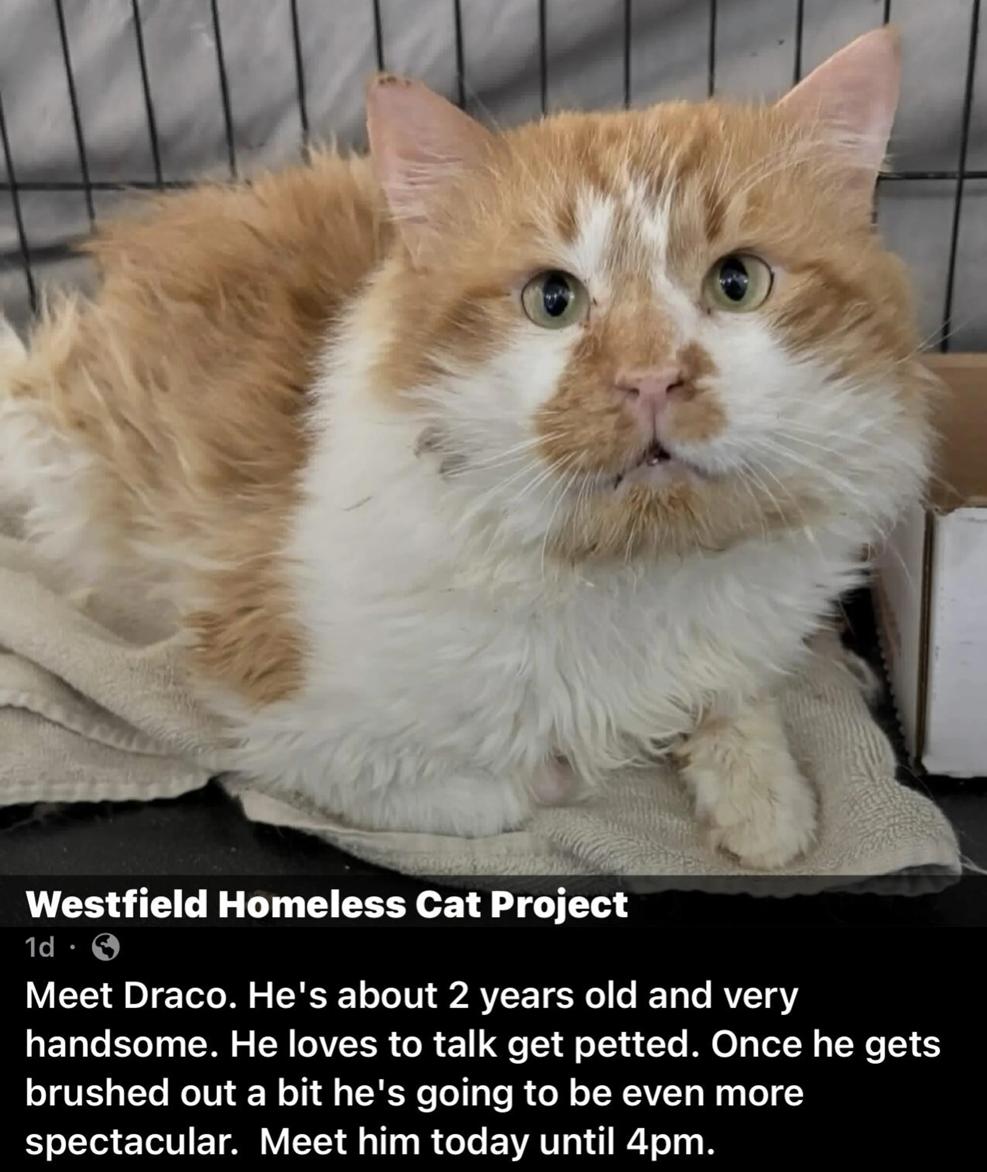 Found pet
