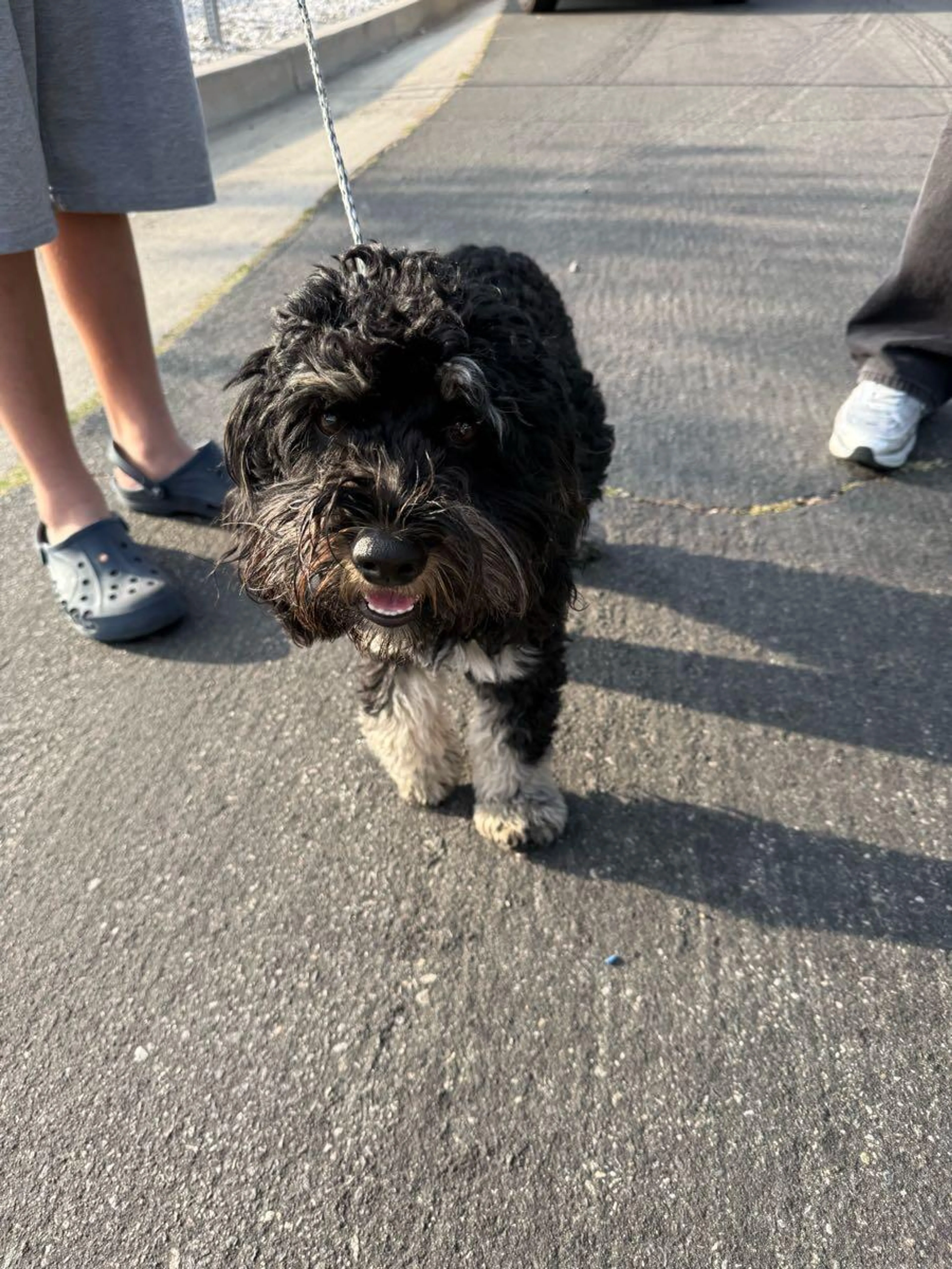 Found pet