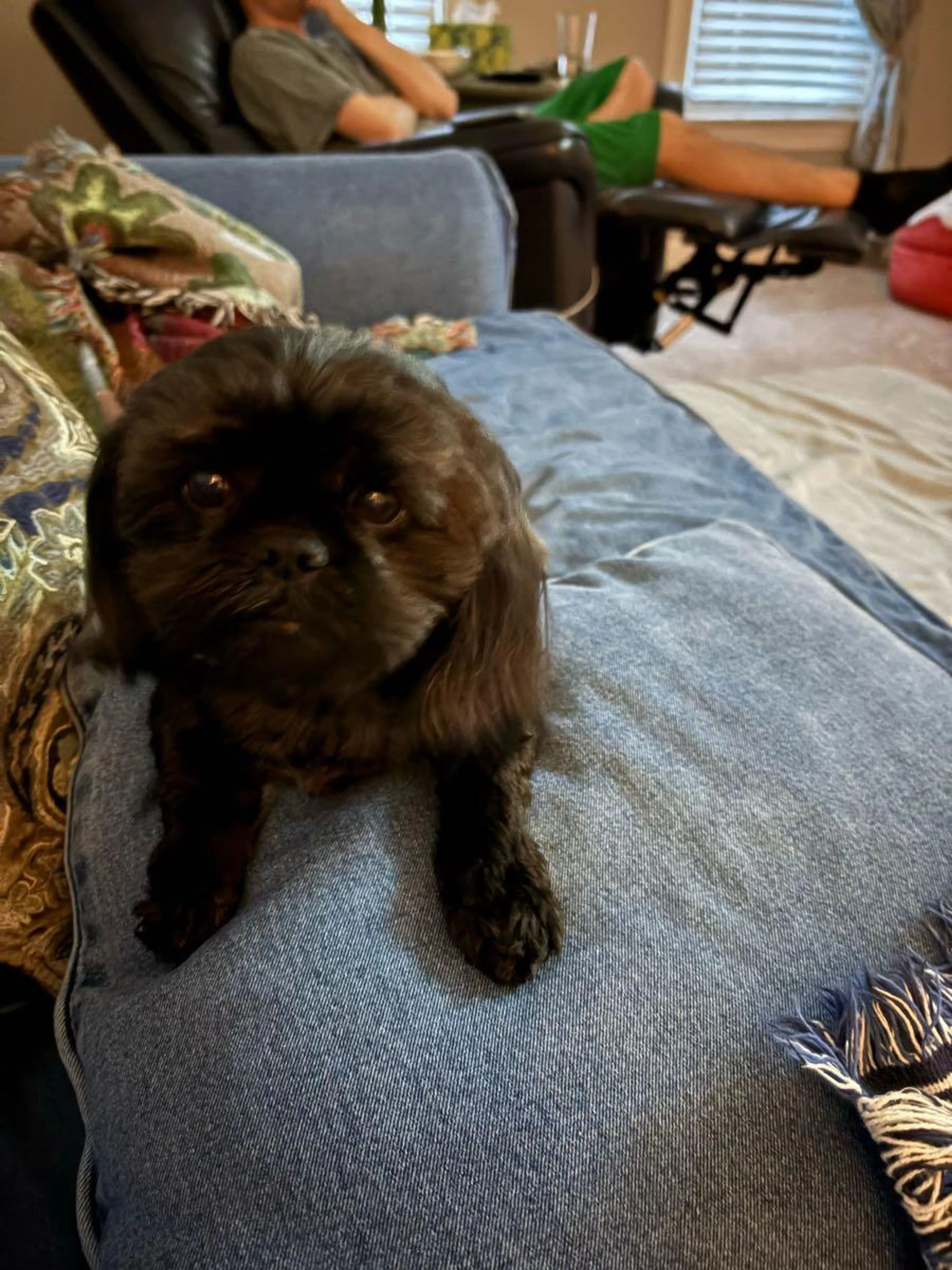 Lost pet