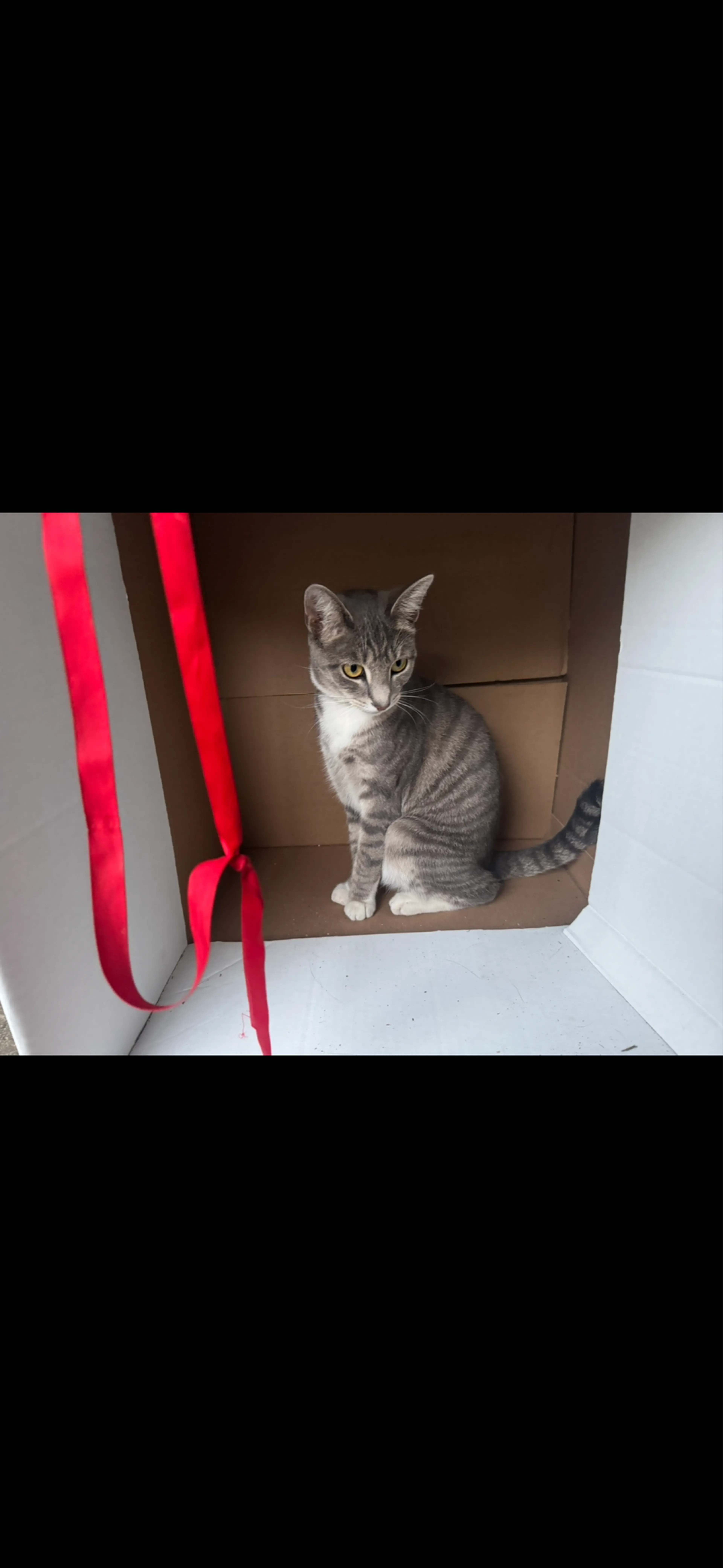 Lost pet
