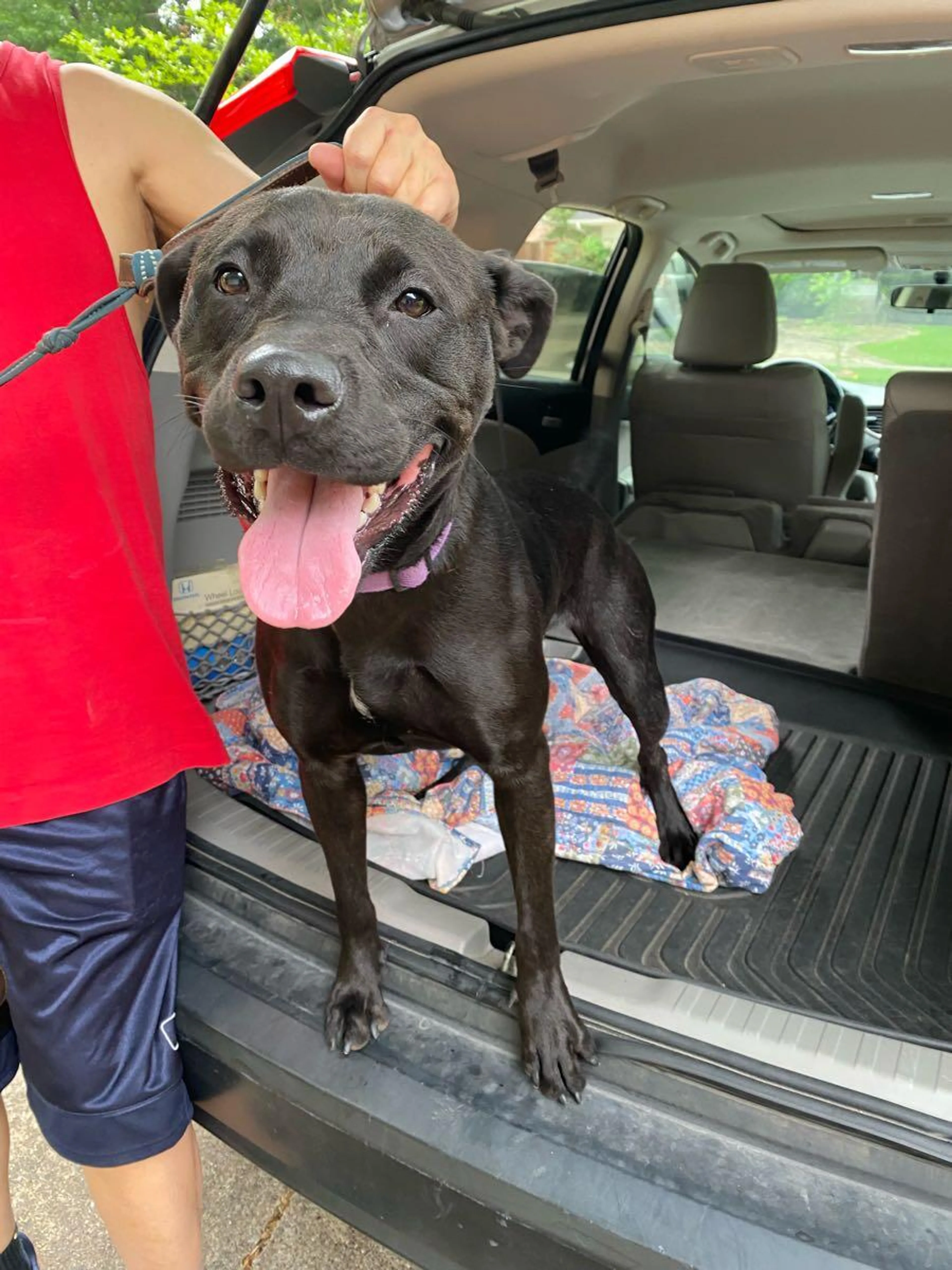 Found pet