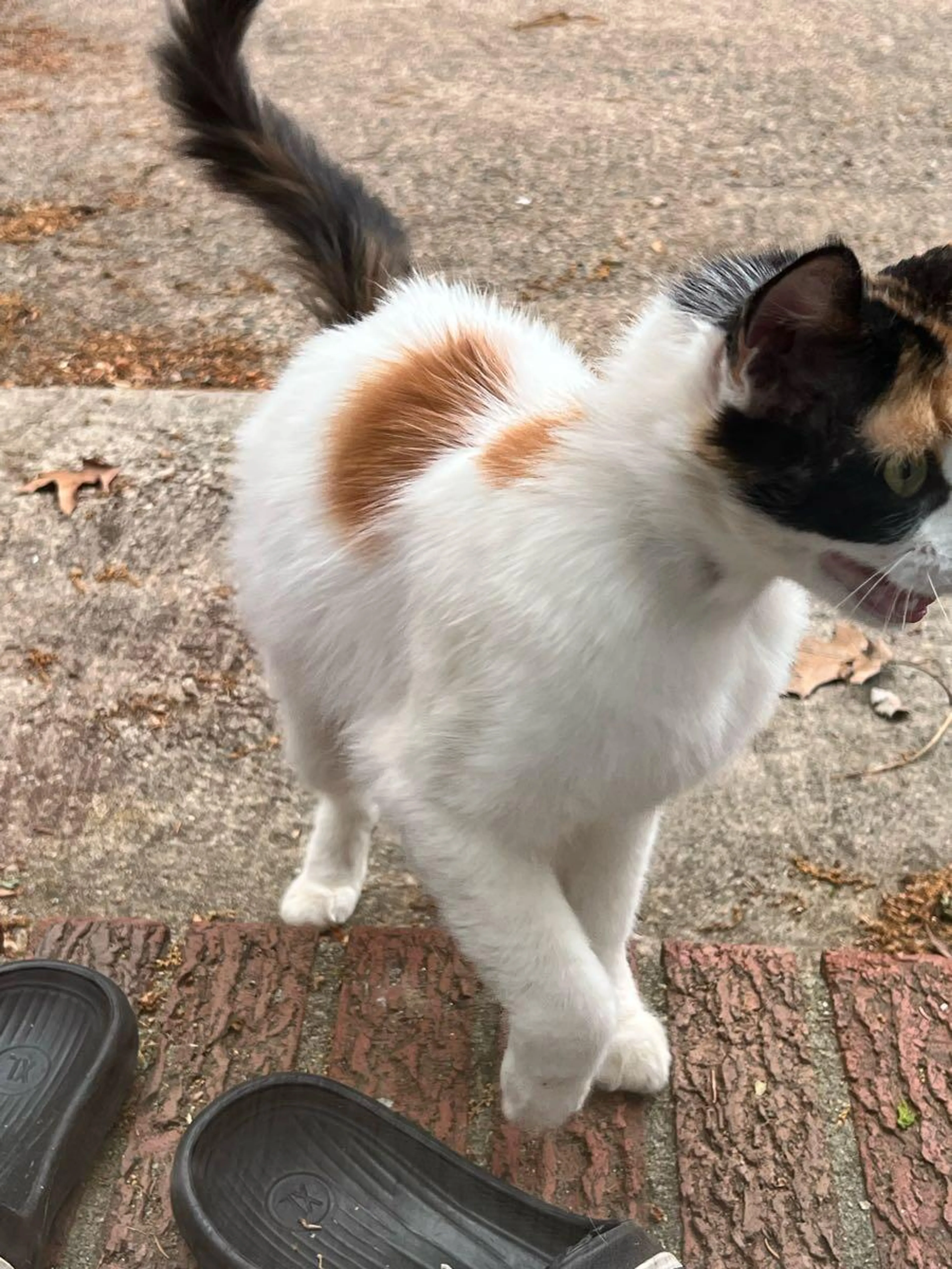 Found pet