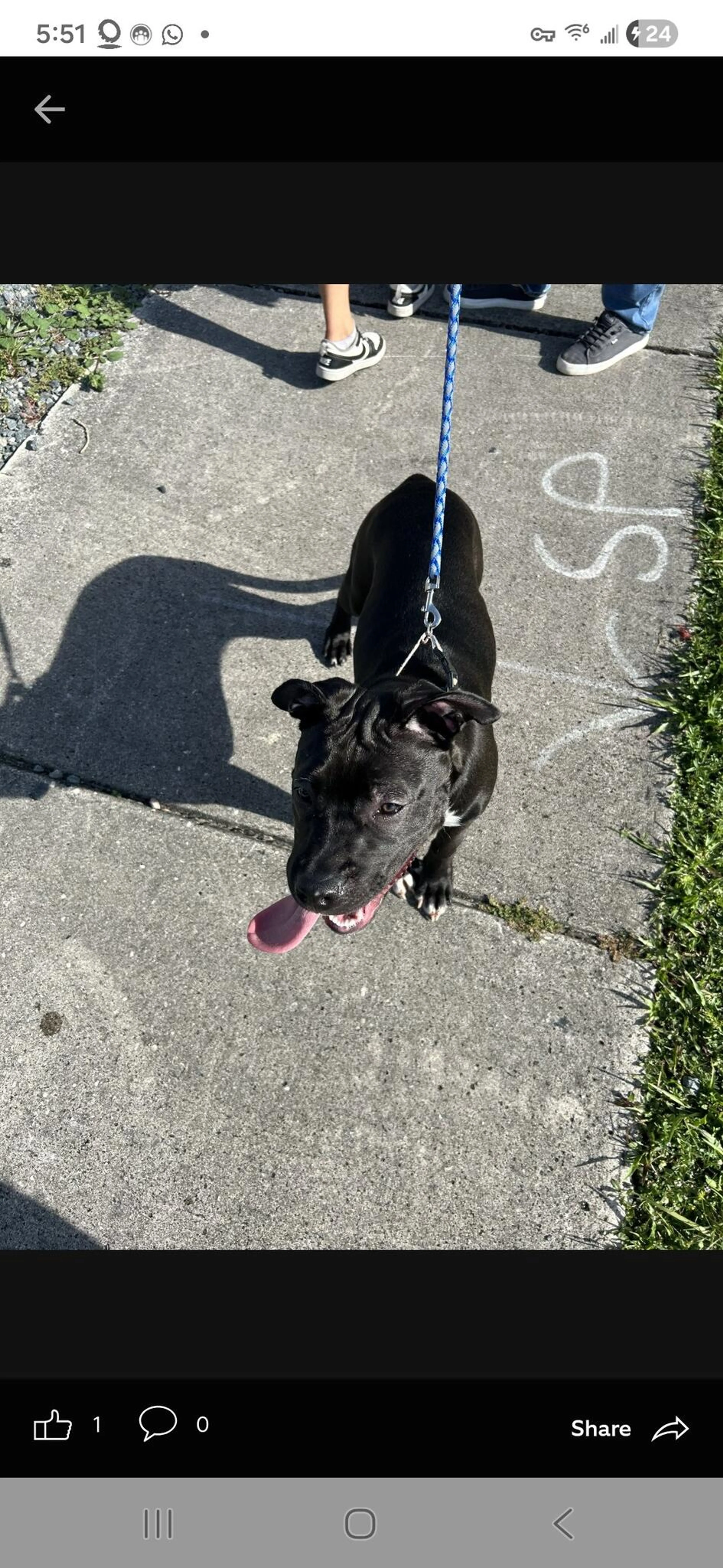 Found pet