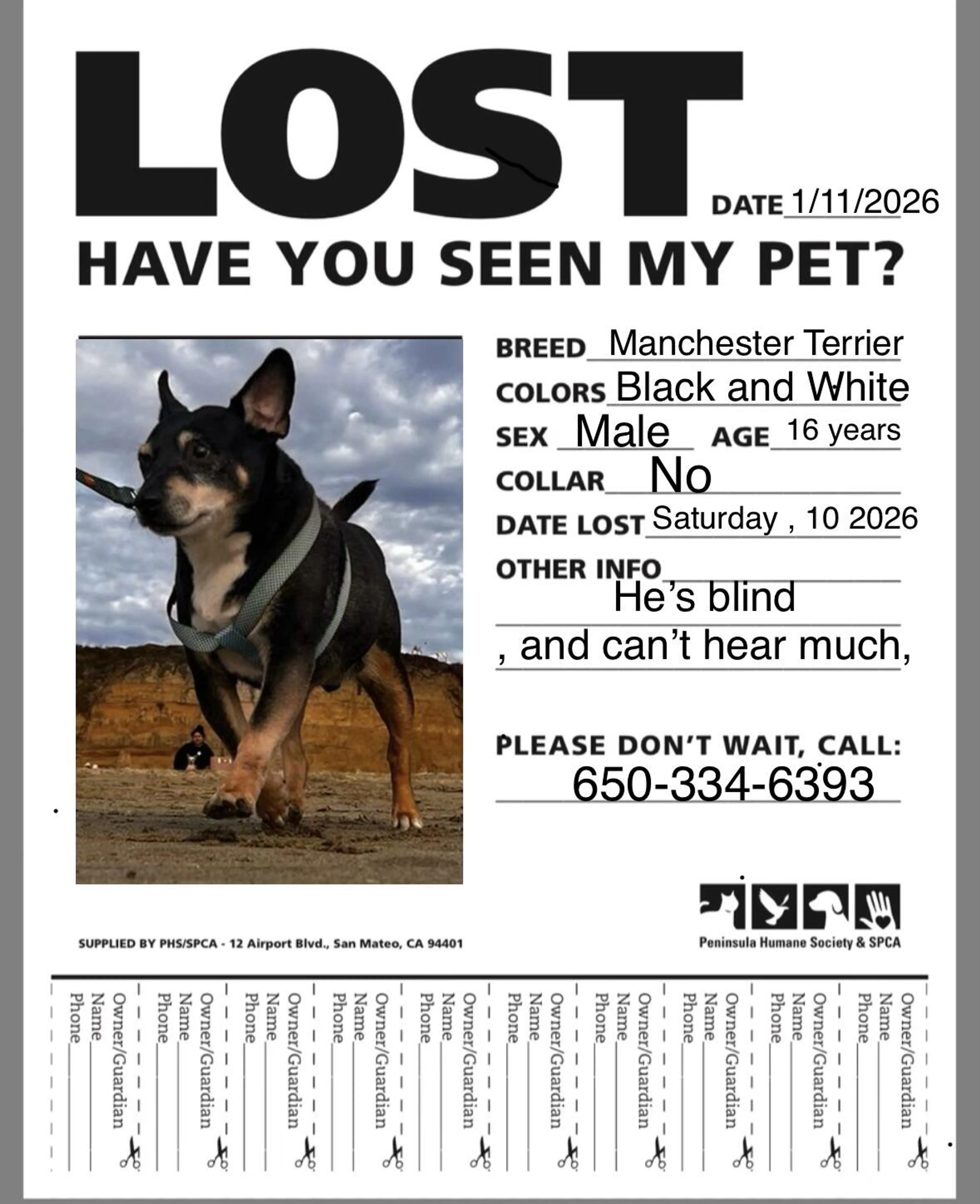 Lost pet