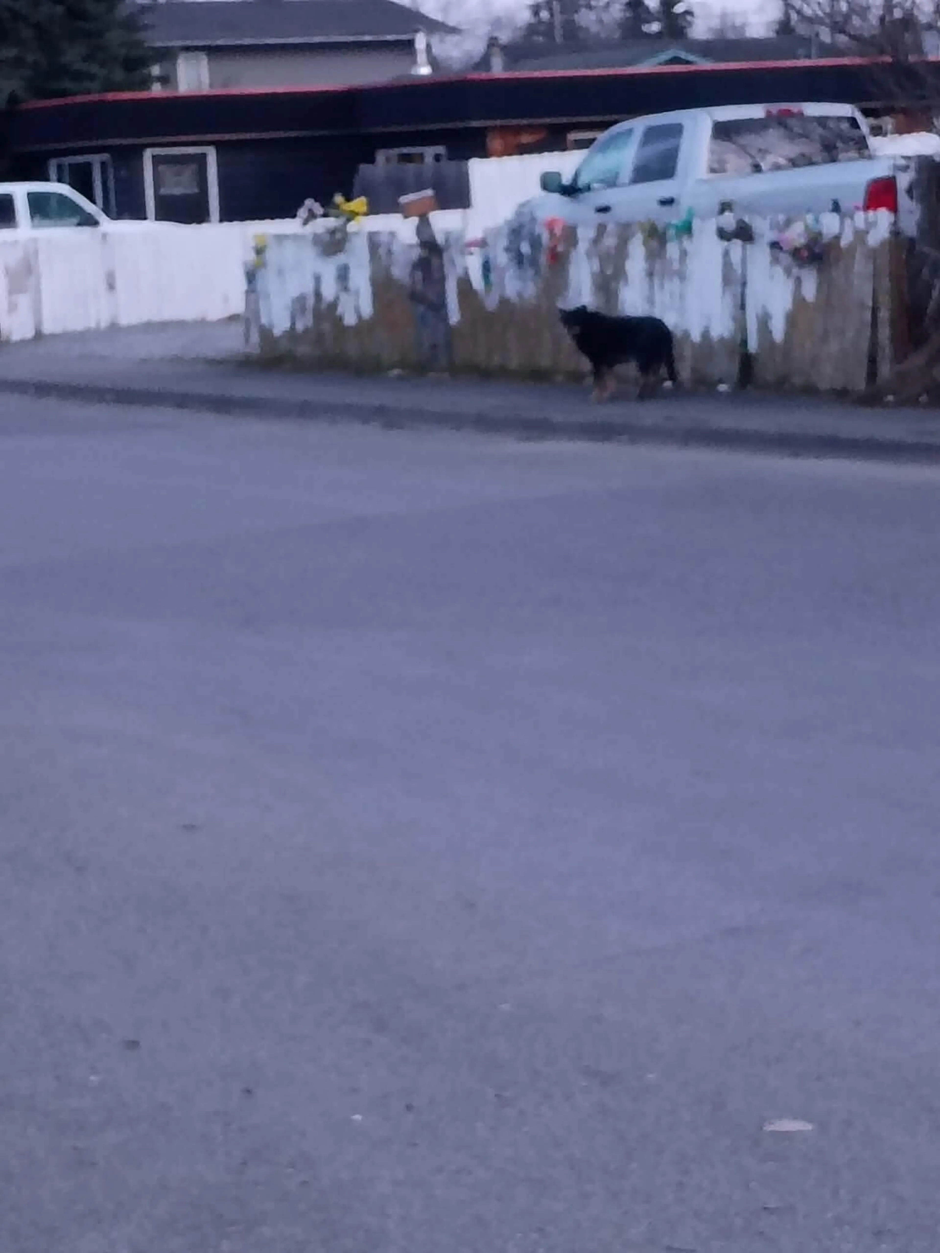 Found pet