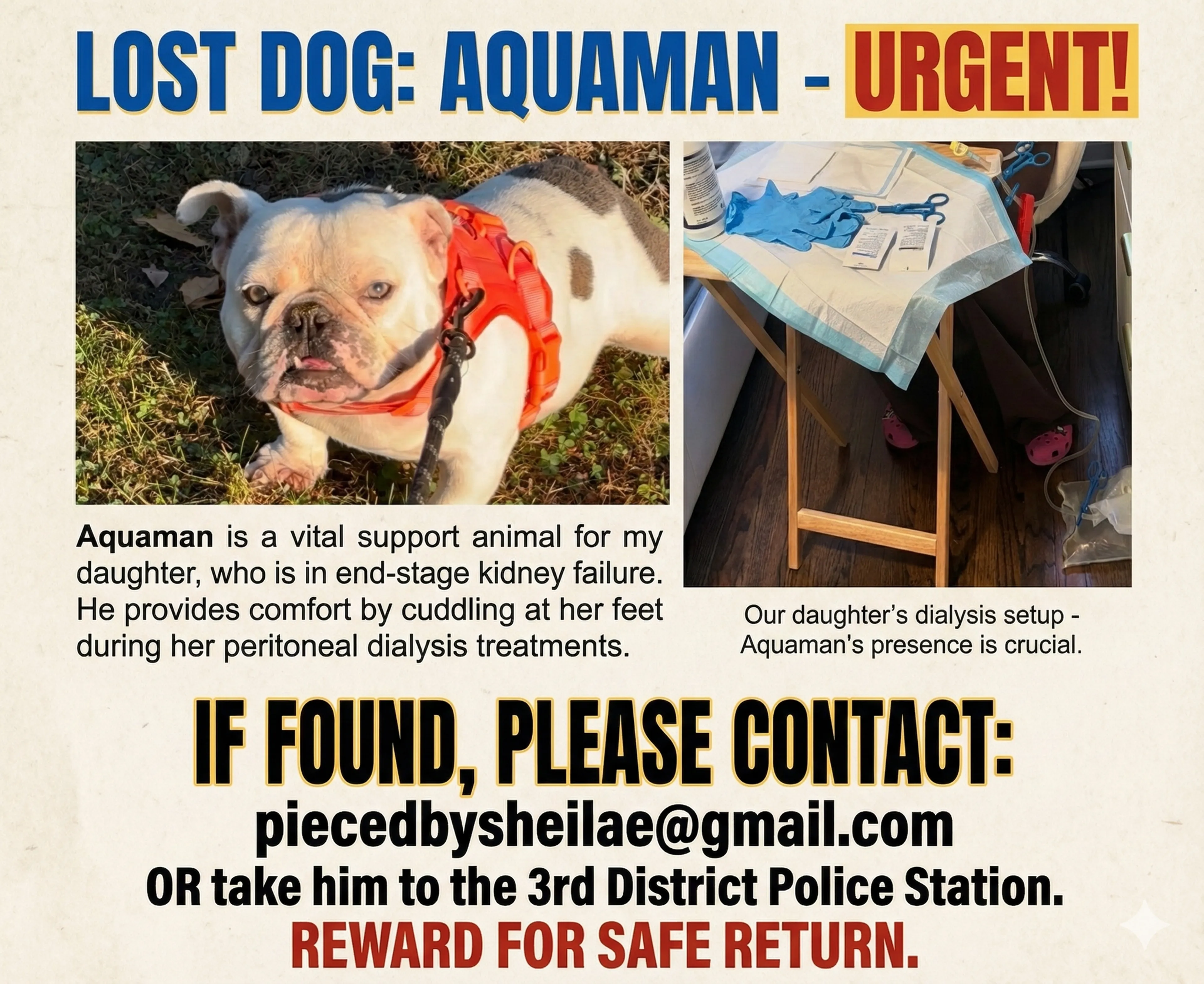 Lost pet