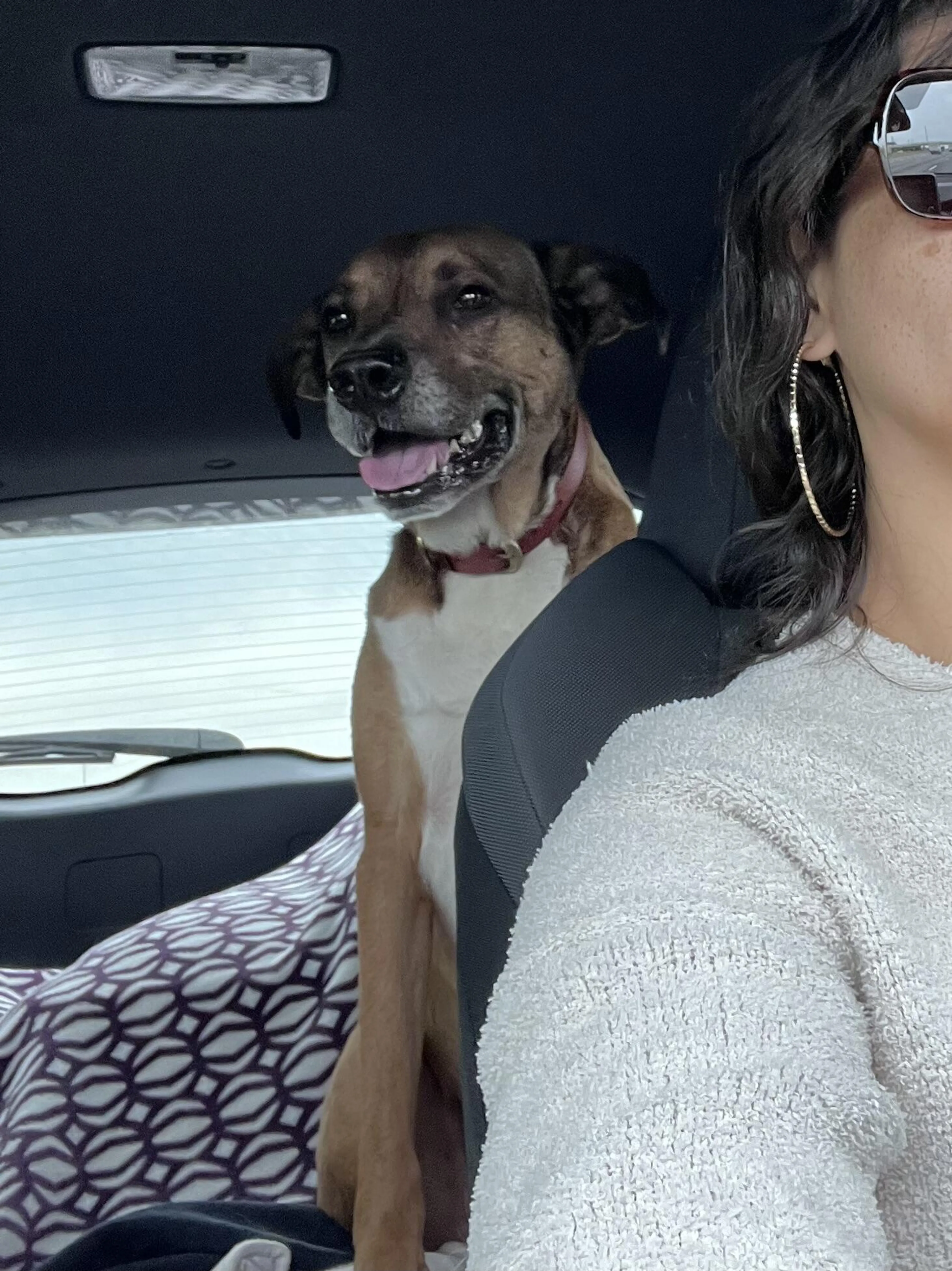 Lost pet