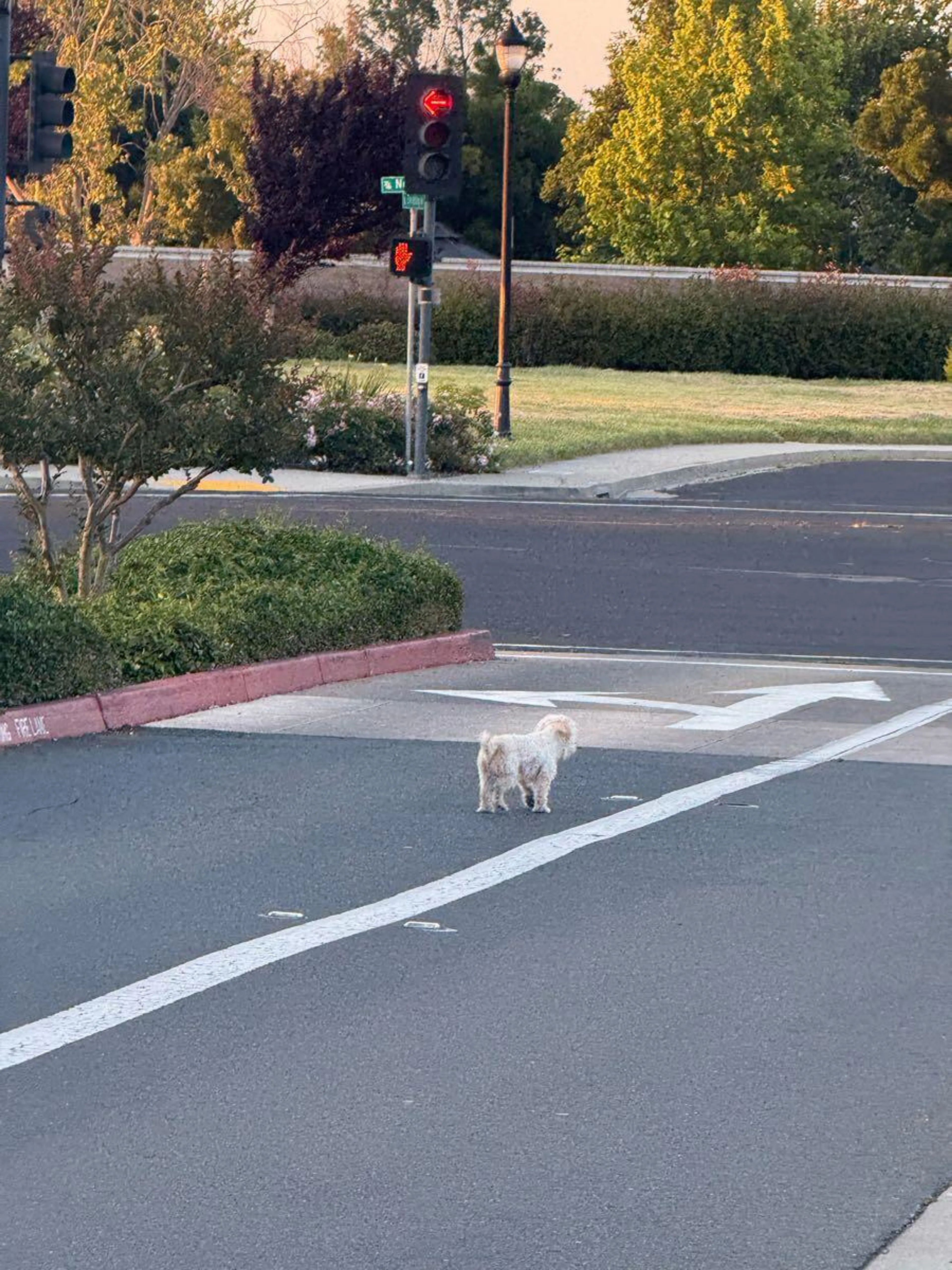Found pet
