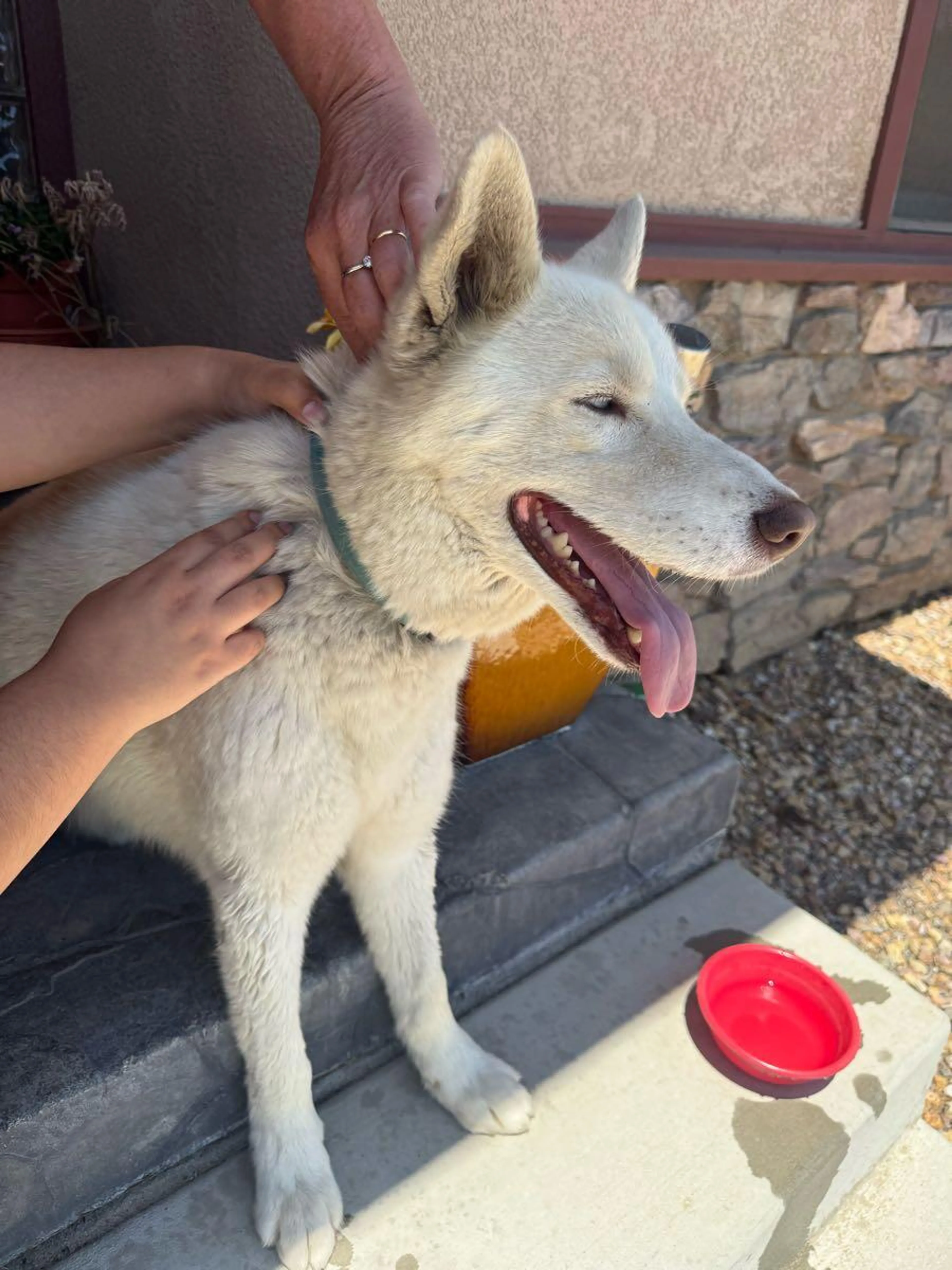 Found pet