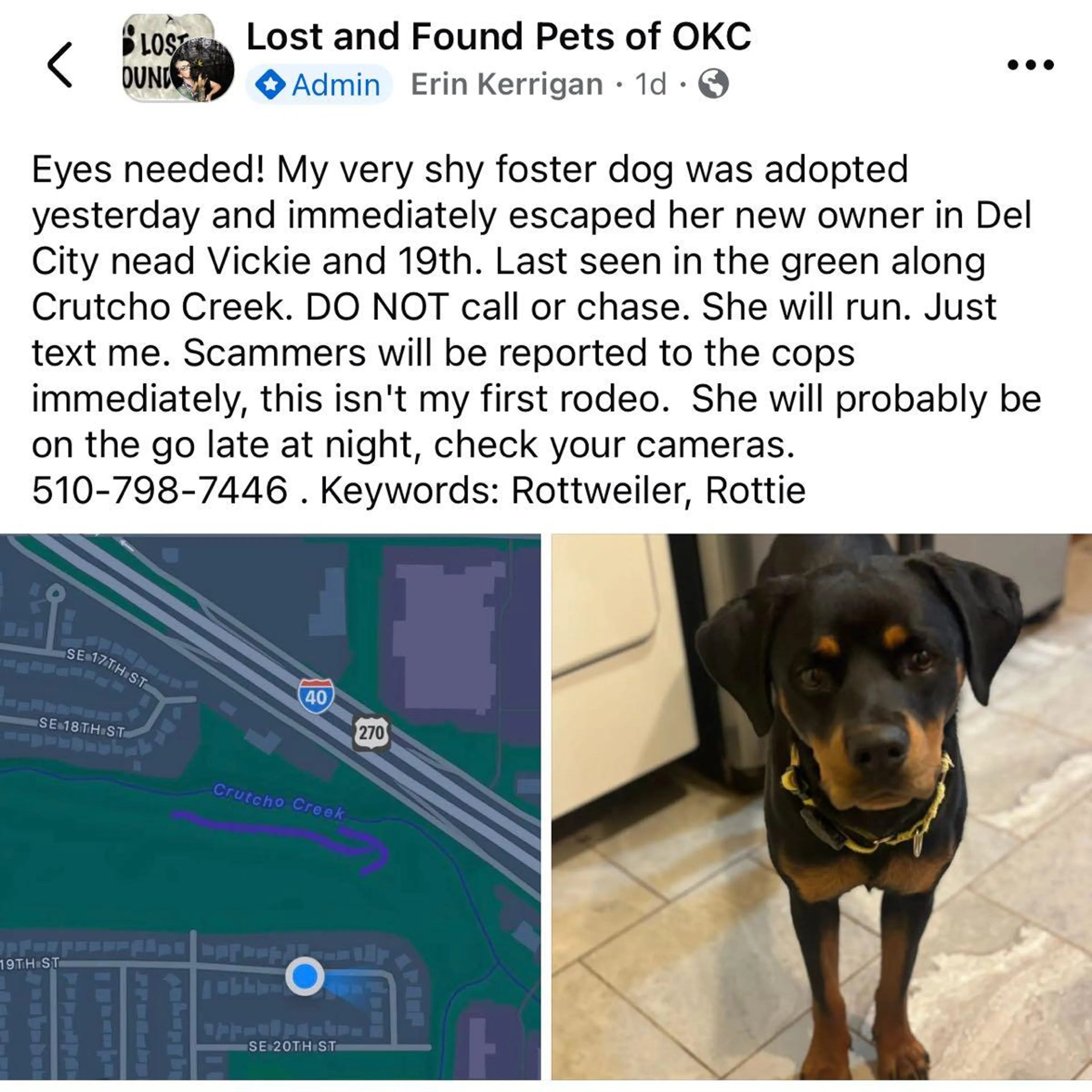 Found pet