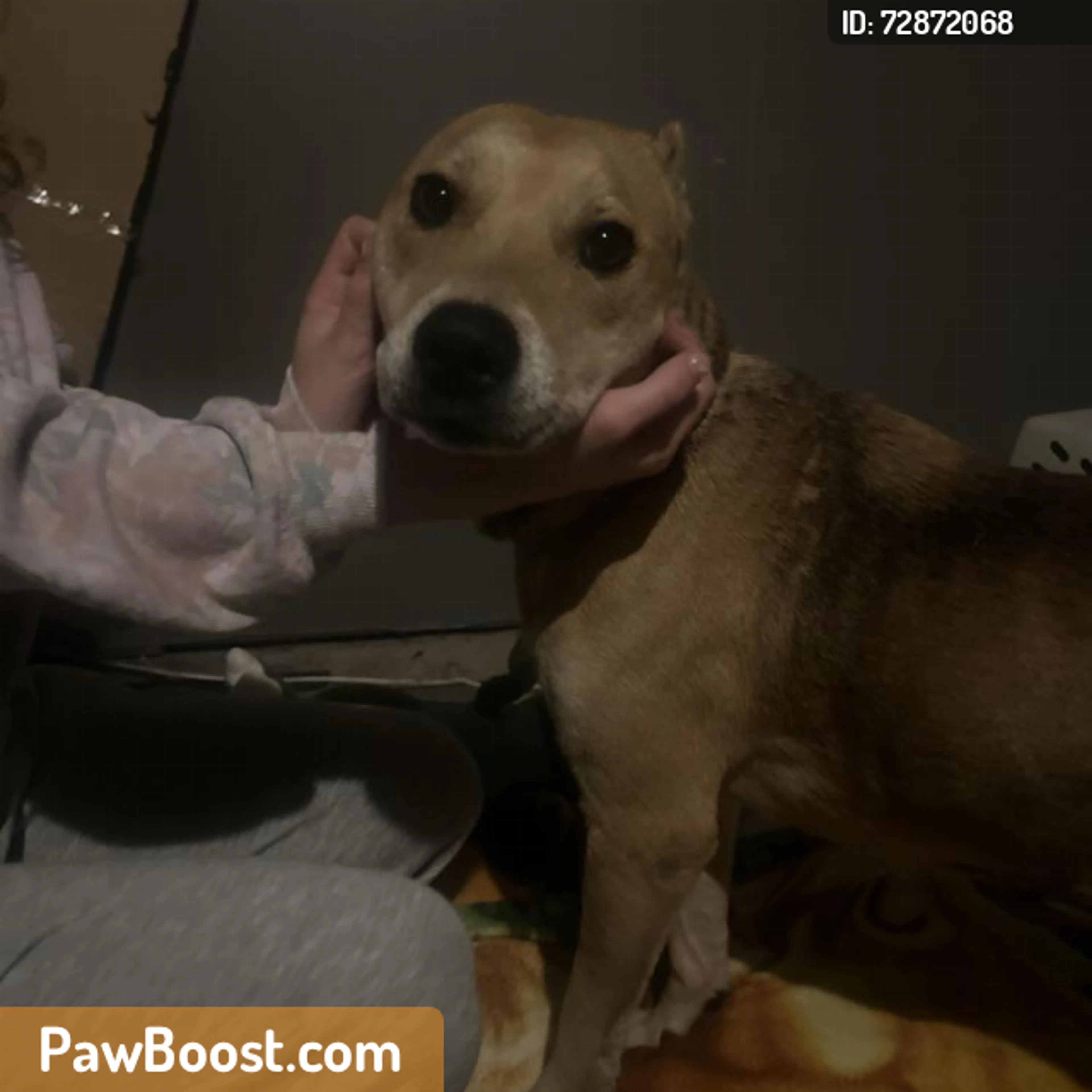 Found pet