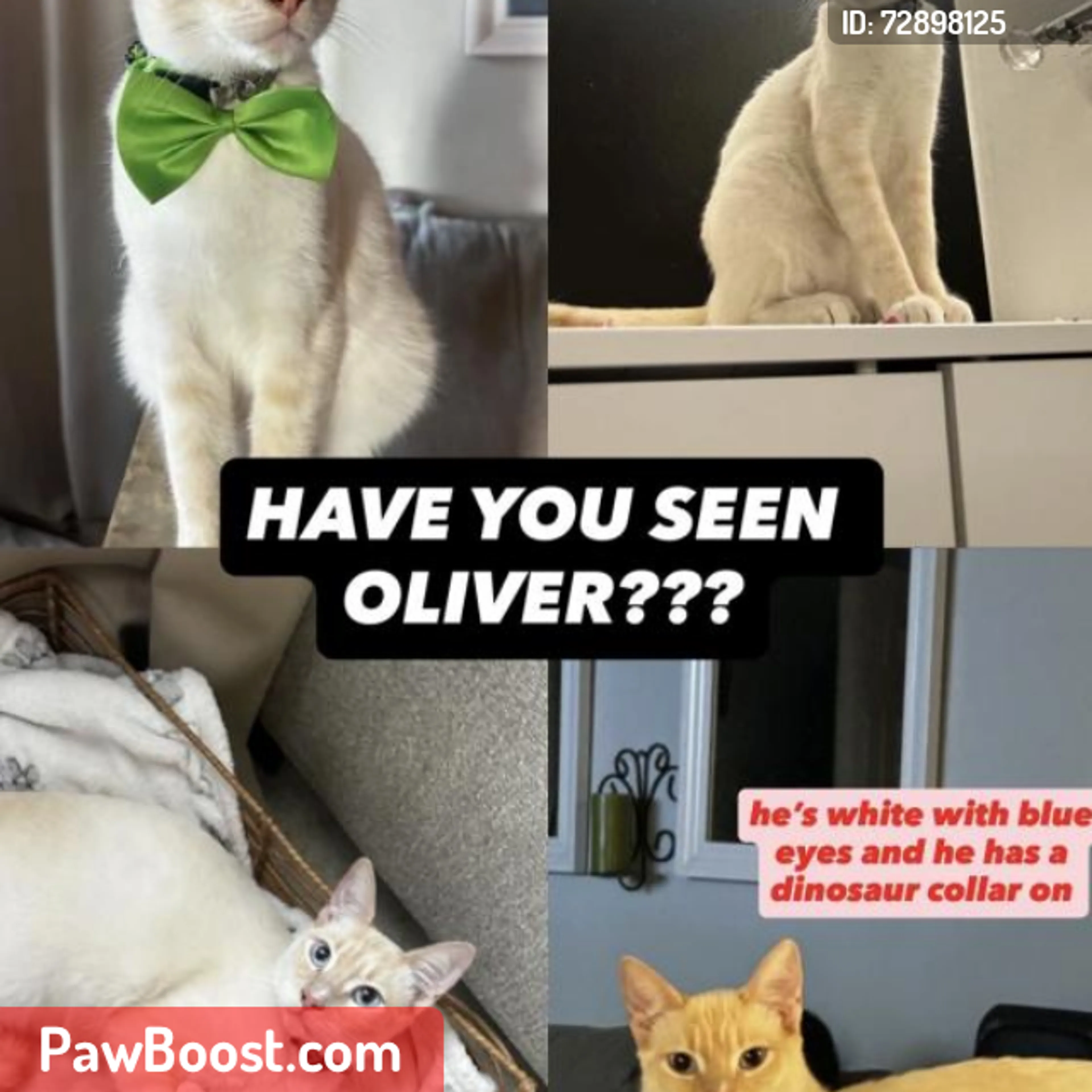 Lost pet
