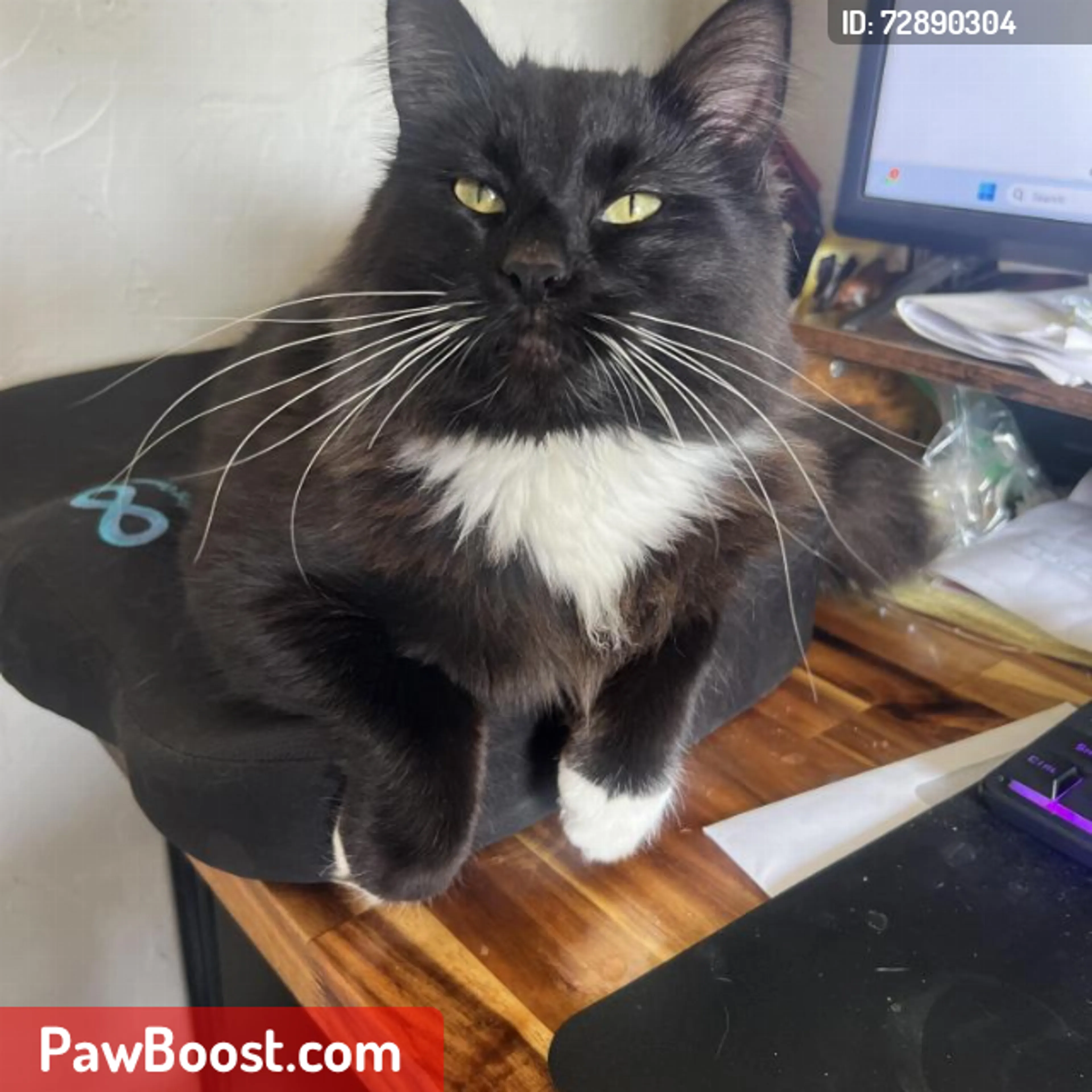 Lost pet