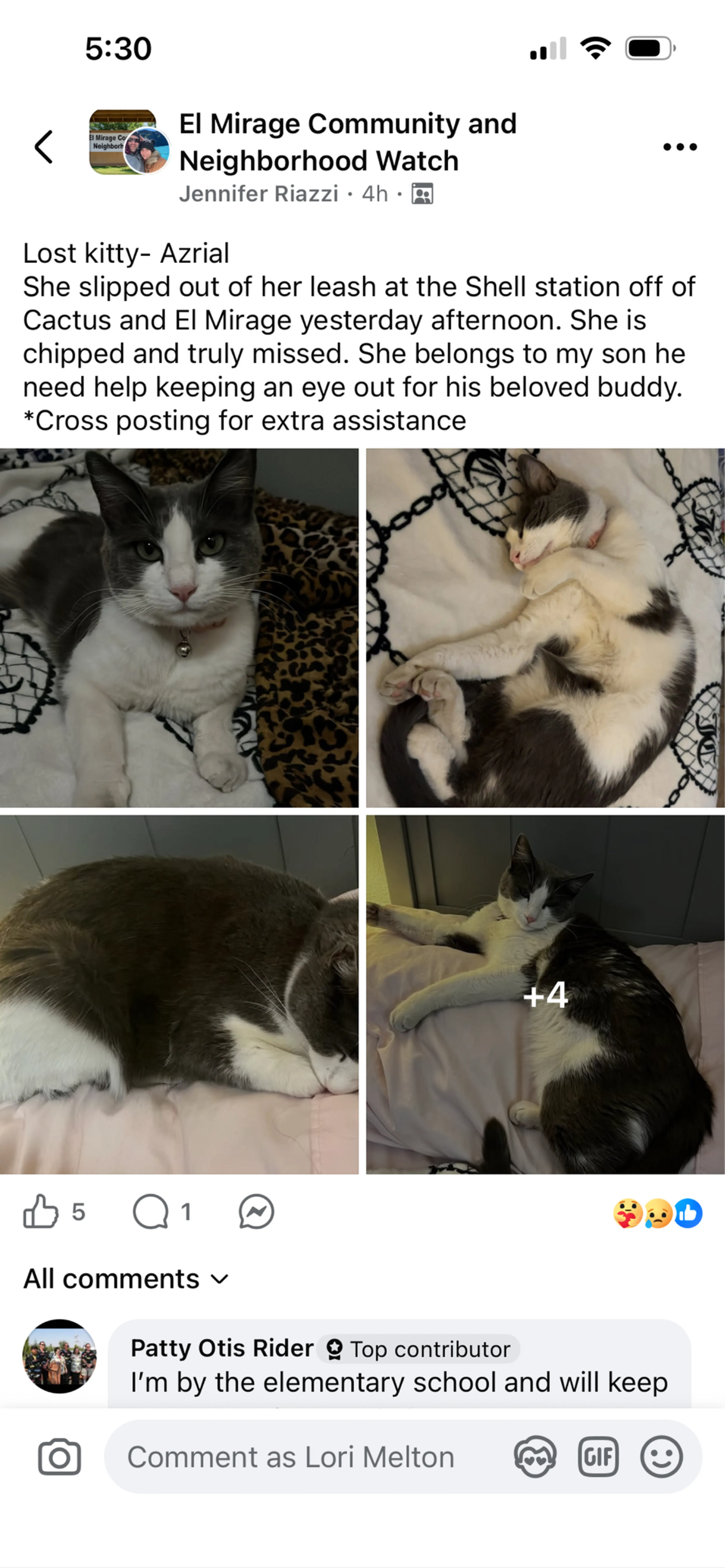 Lost pet