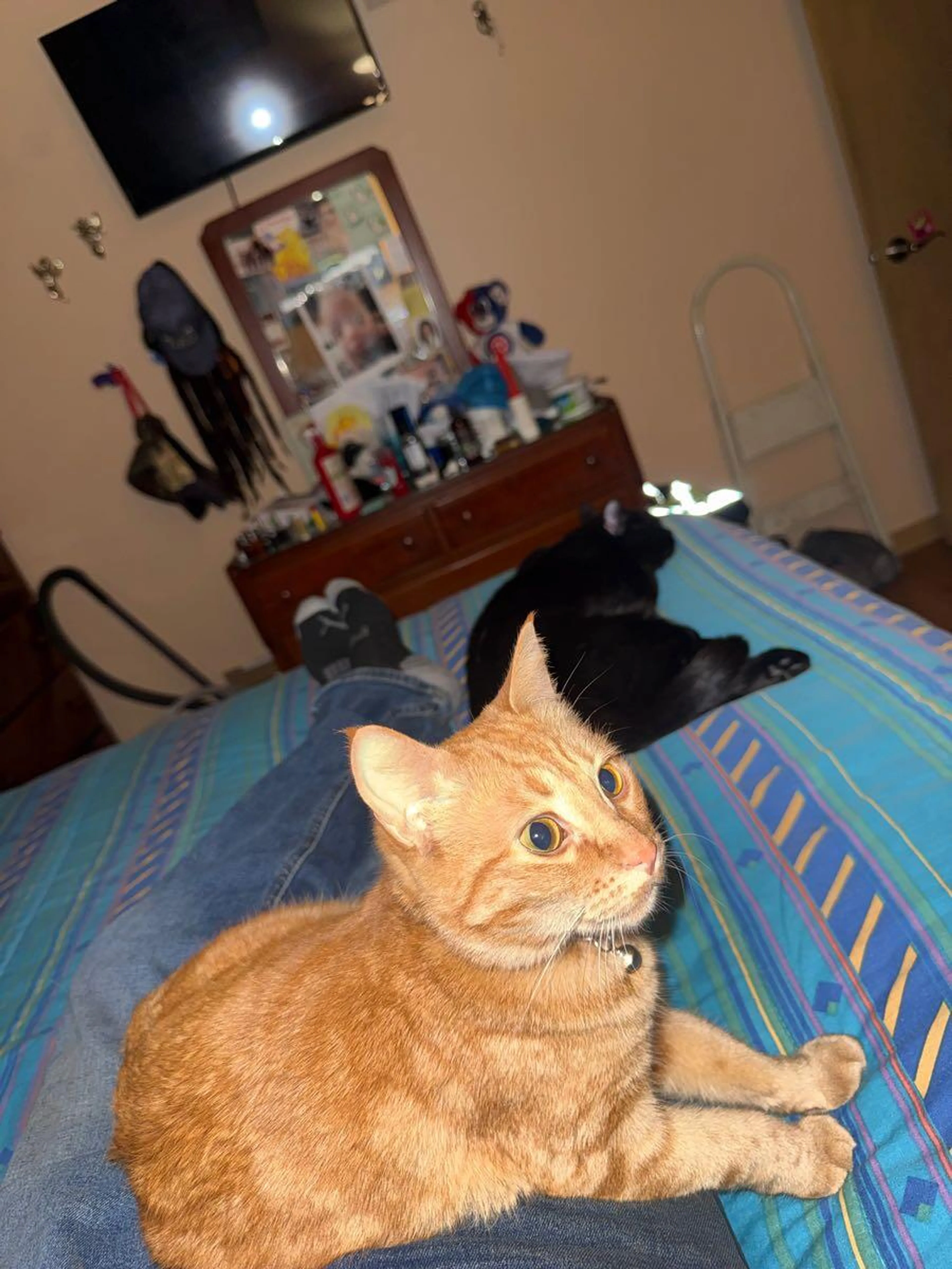 Lost pet